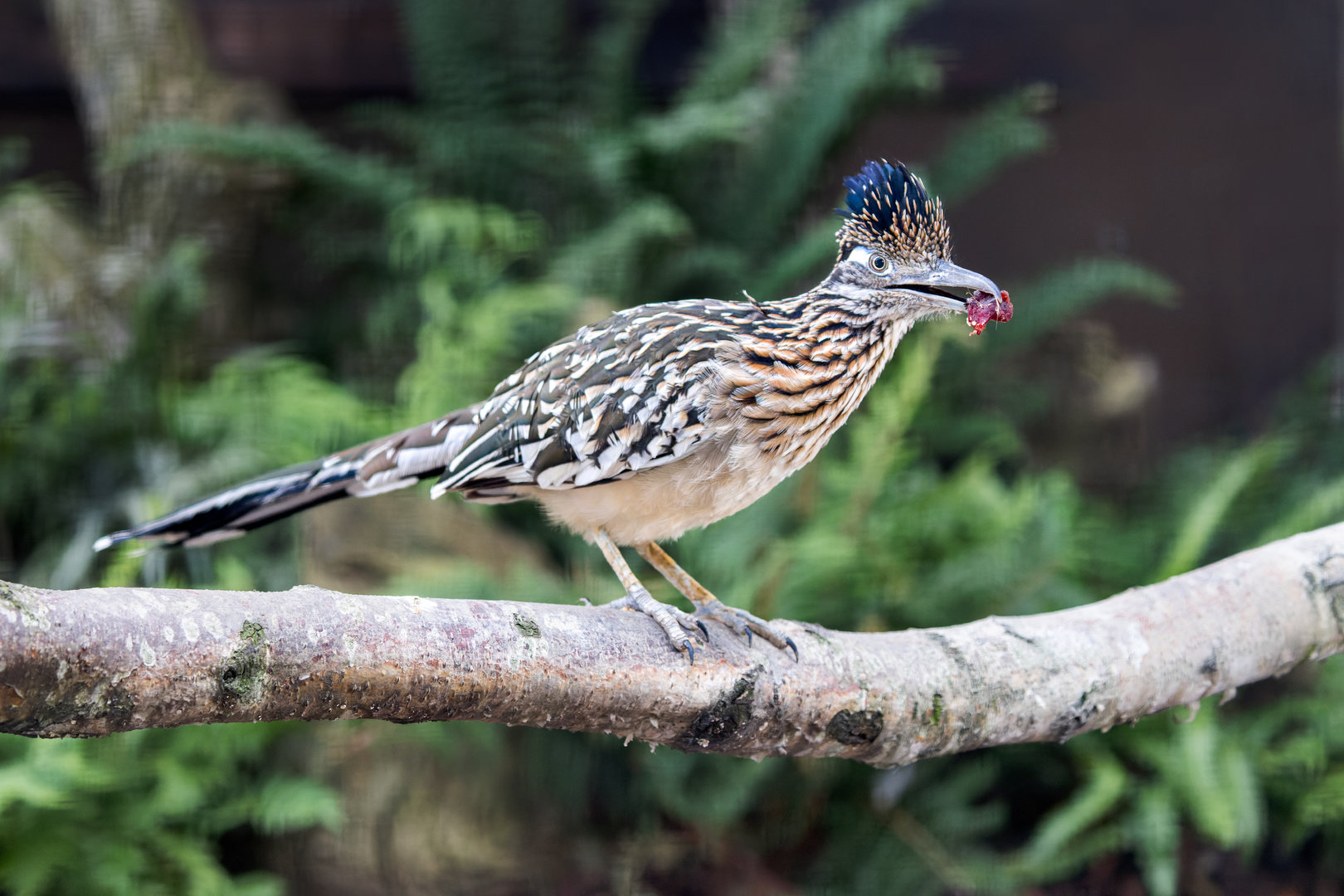 Greater Roadrunner (m) / Hamerton / 25-7-23