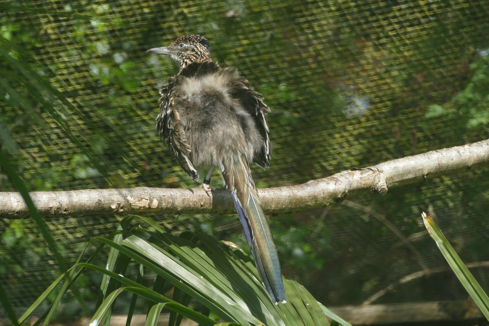 Greater Roadrunner, May 2019