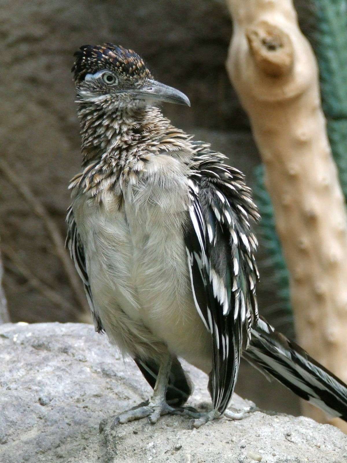 Greater Roadrunner, Oceanium