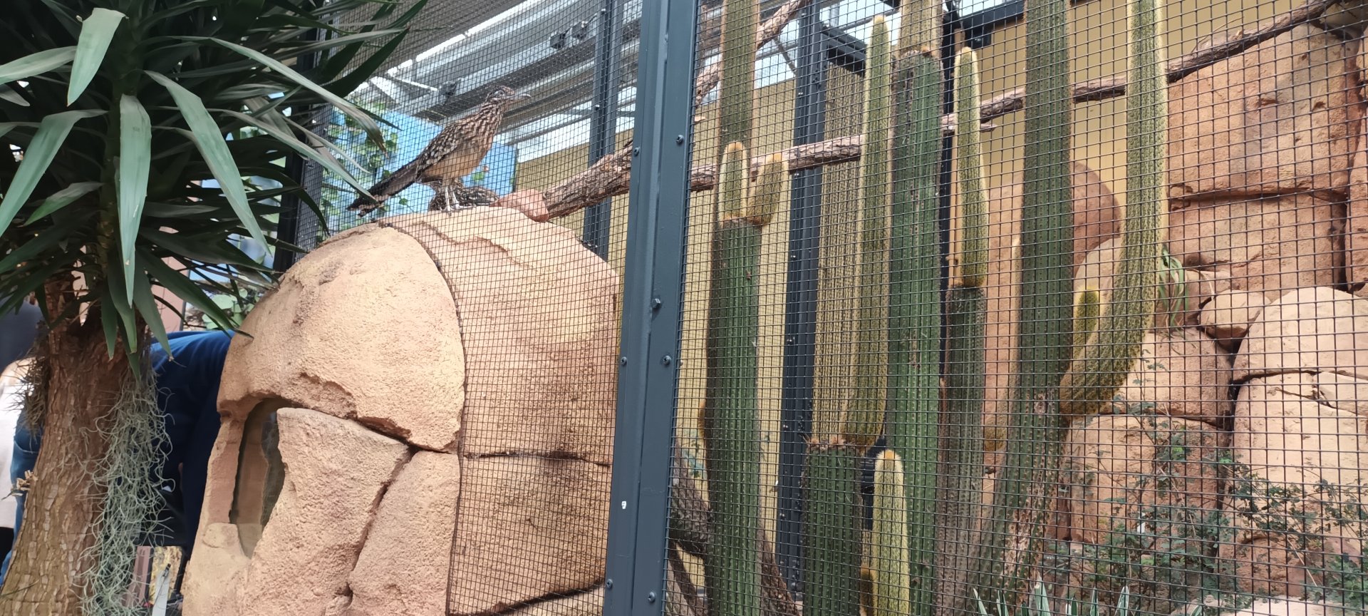 Greater Roadrunner on top of  Milk Snake Habitat/ Predator Prey set up