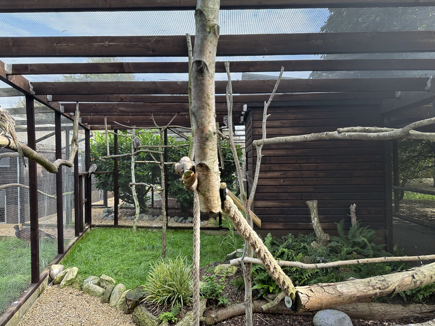 Greater Roadrunner / Tawny Frogmouth Enclosure at Hamerton Zoo Park (October 2023)