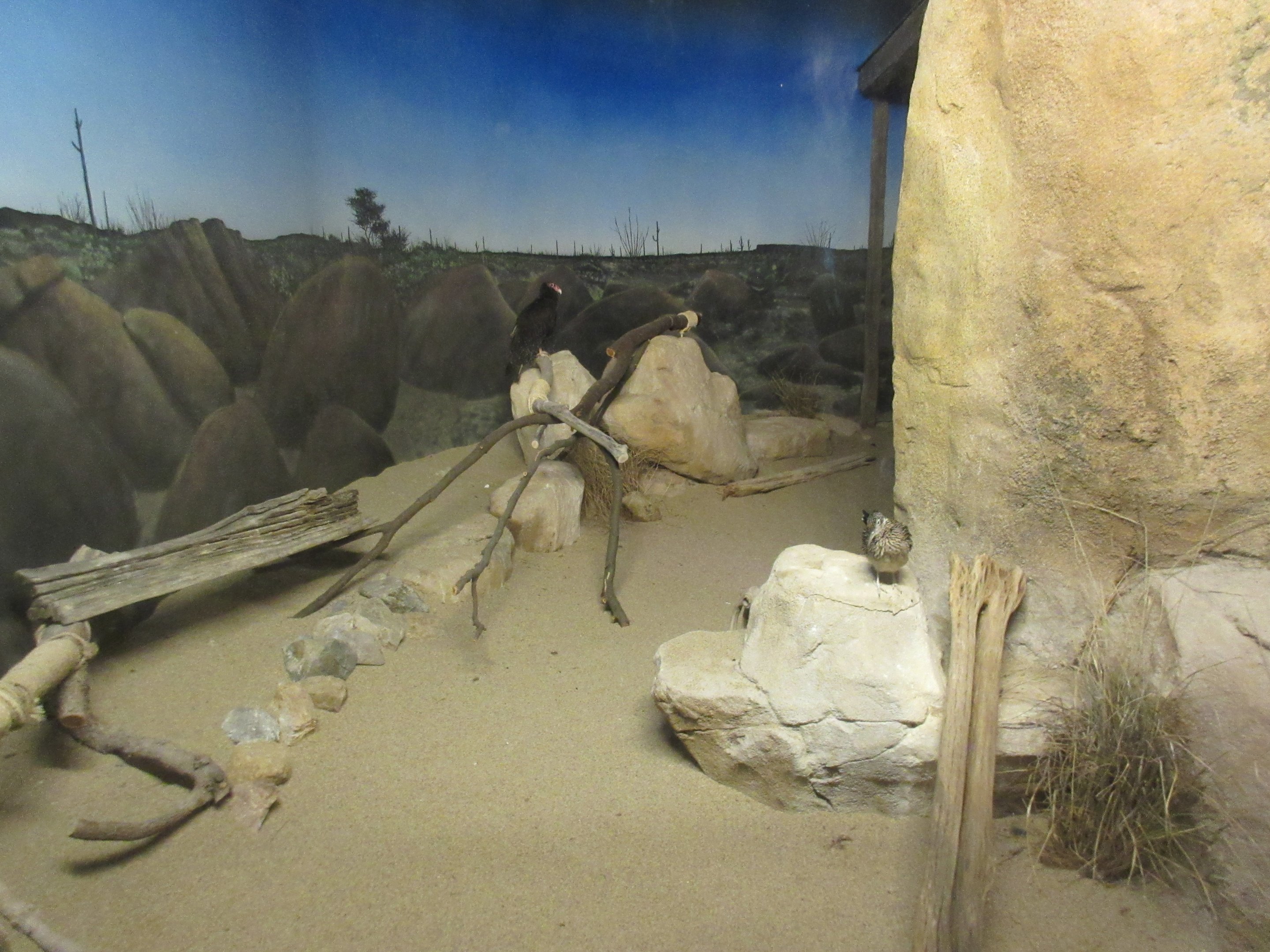 Greater Roadrunner/Turkey Vulture Exhibit