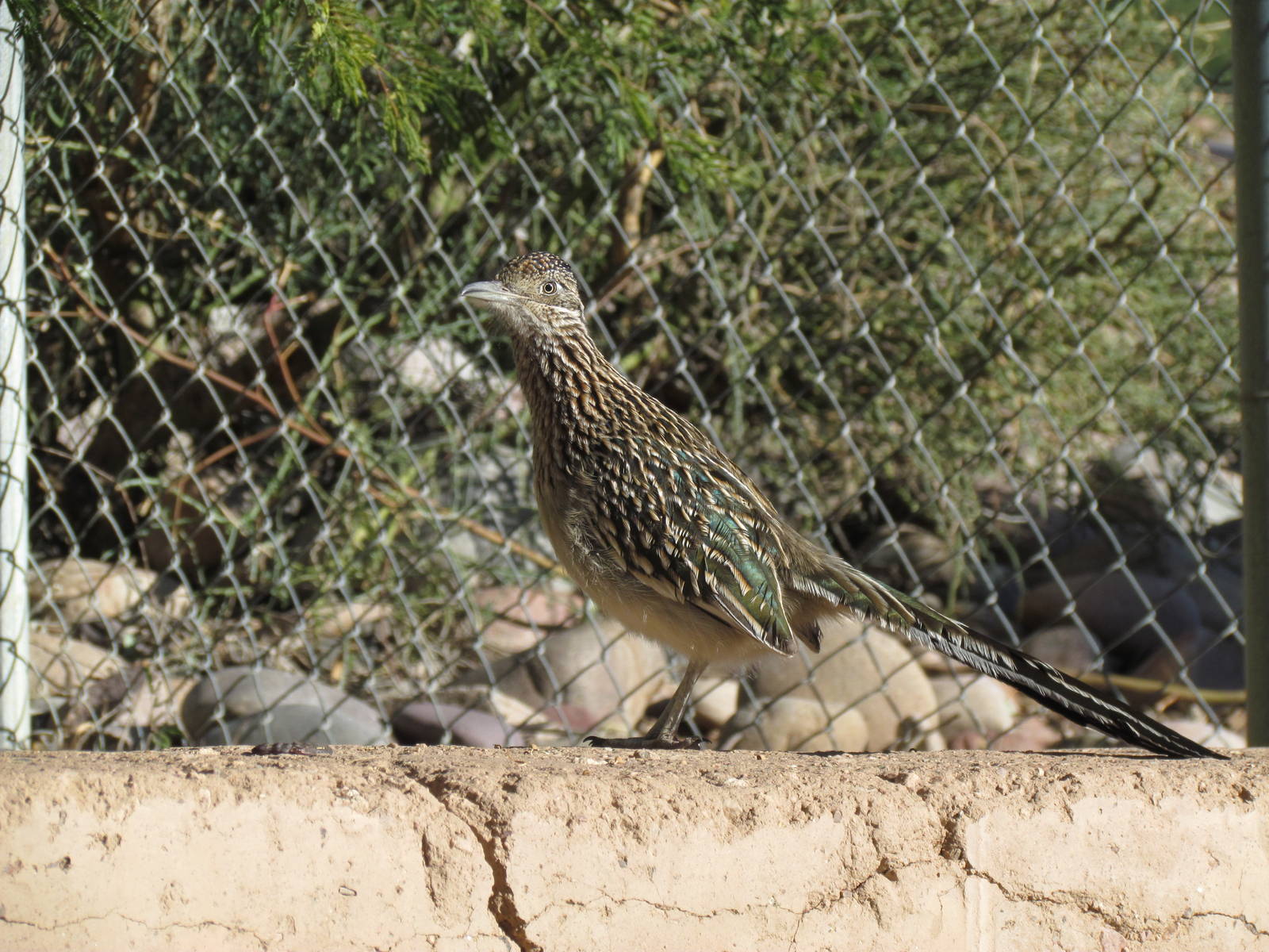 Greater Roadrunner (wild)