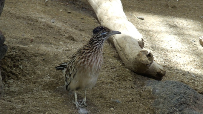 Greater Roadrunner
