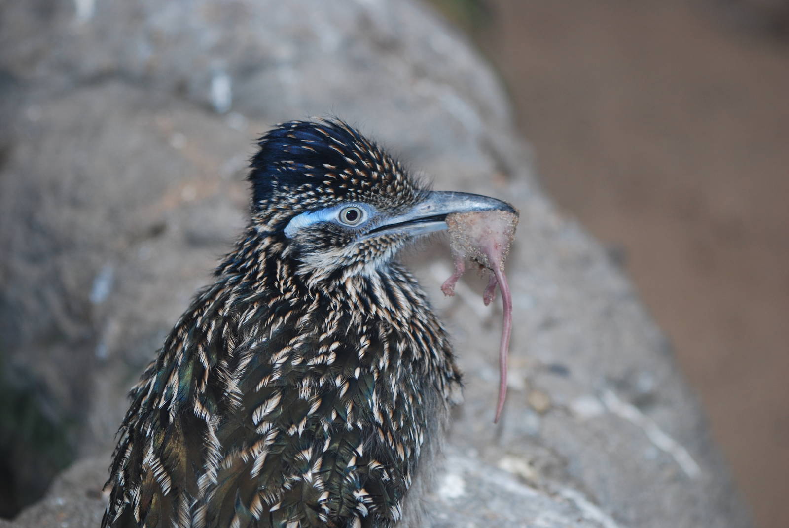 Greater roadrunner