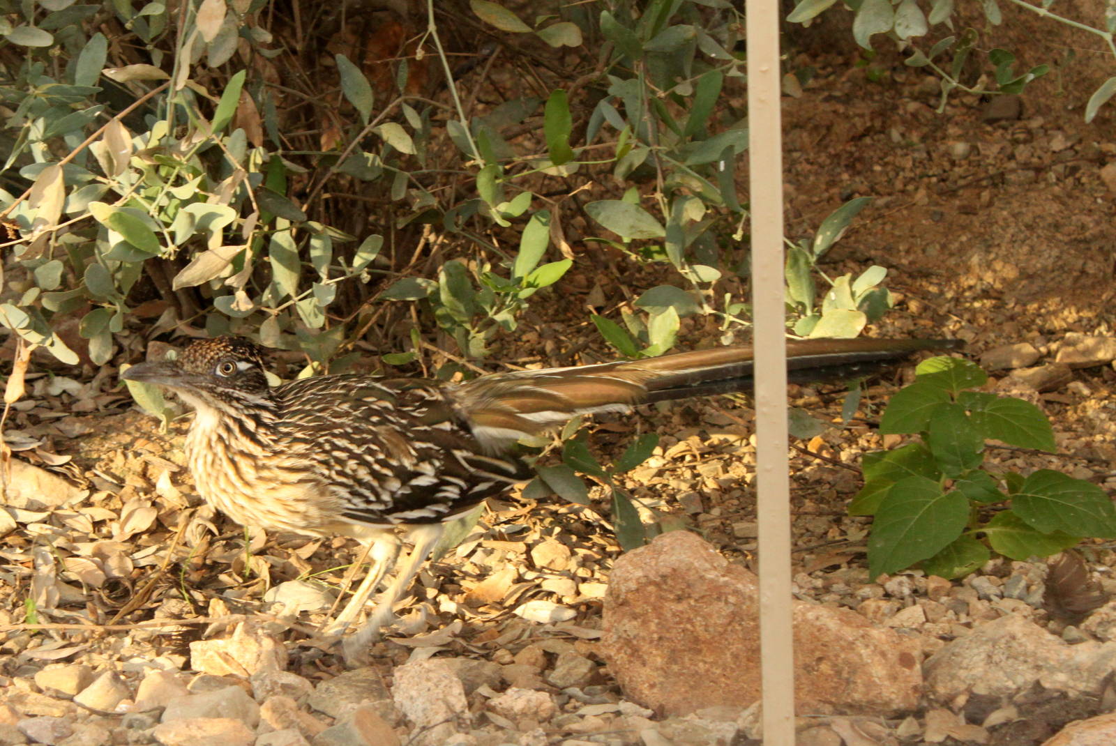 Greater Roadrunner