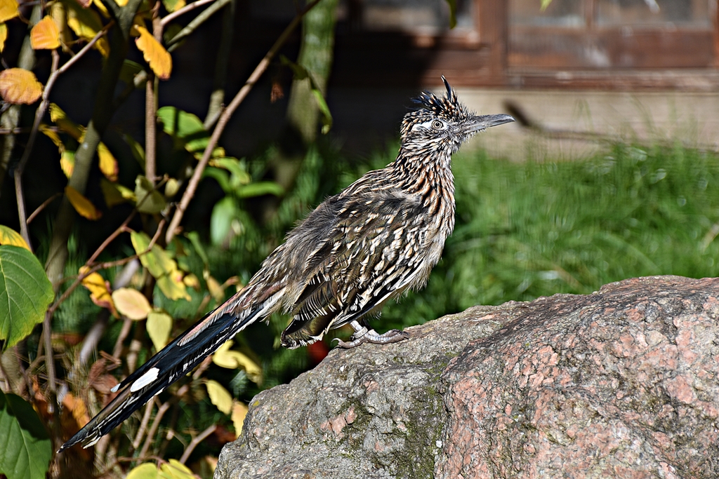 Greater roadrunner