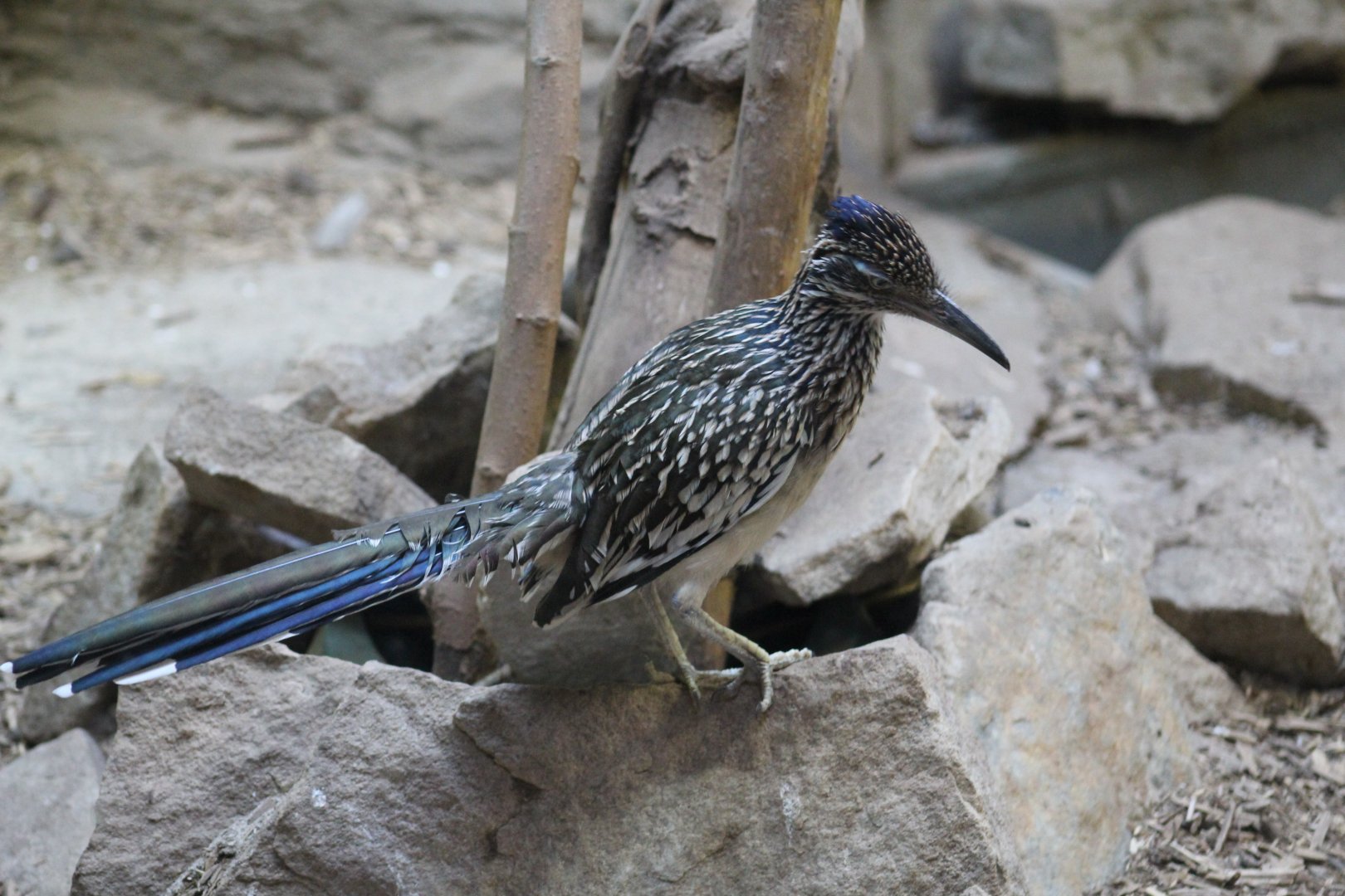 Greater Roadrunner
