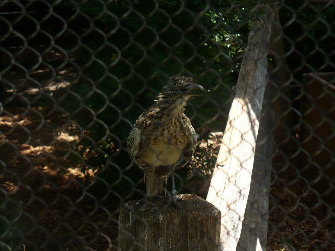 Greater roadrunner