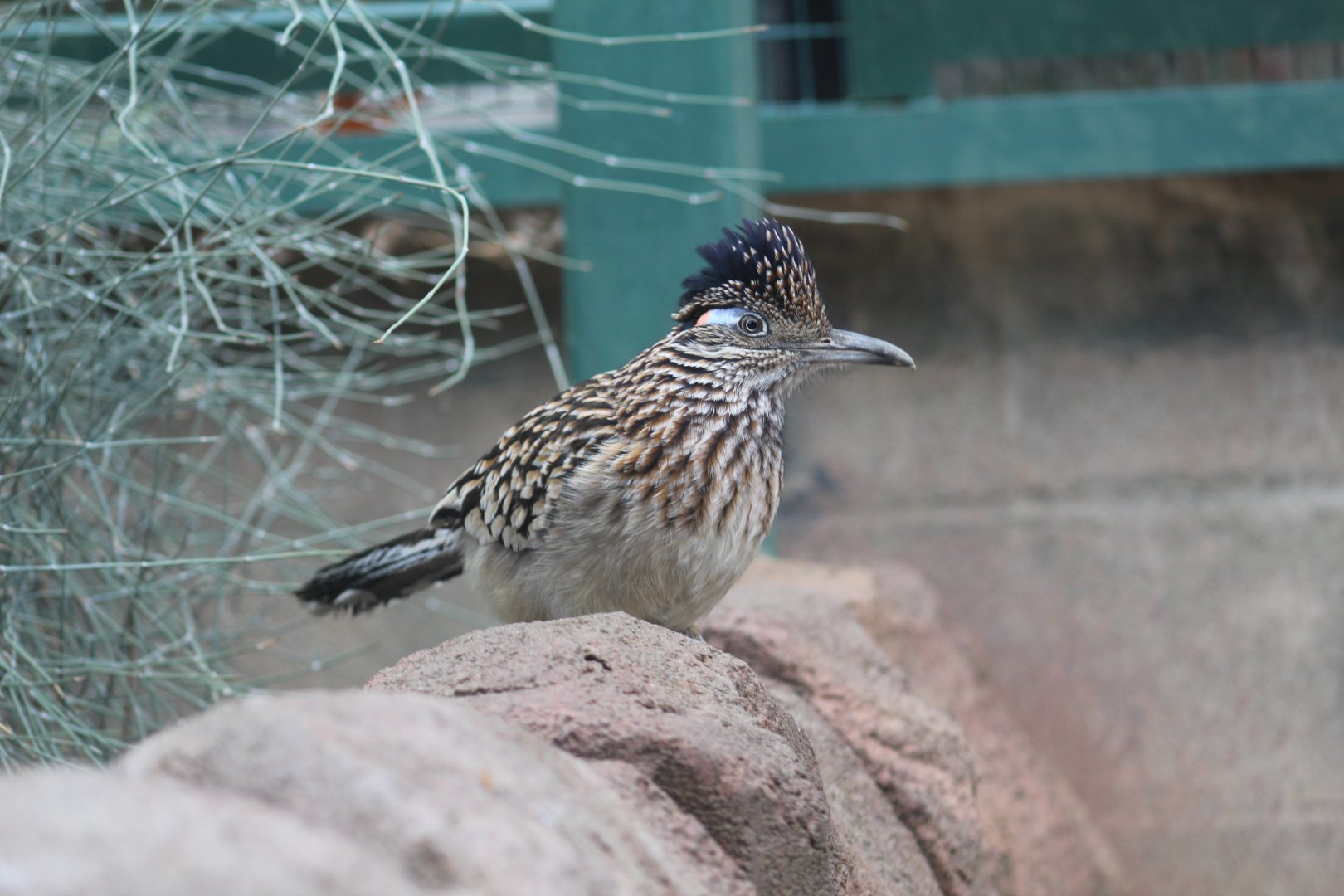Greater Roadrunner