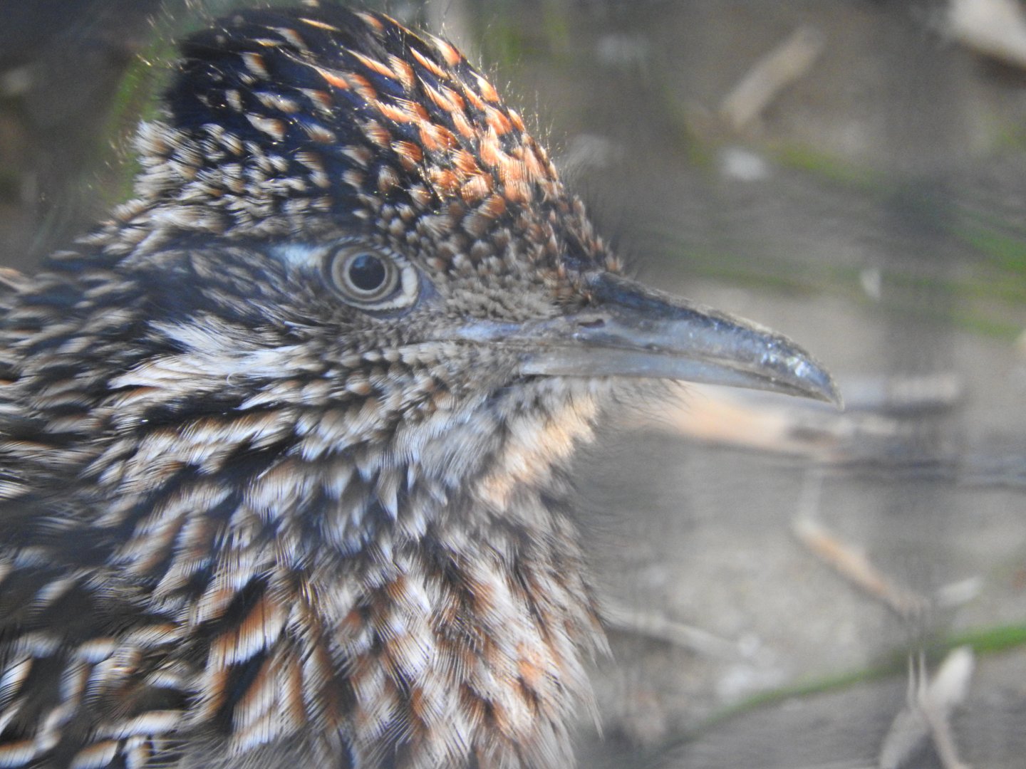 Greater Roadrunner