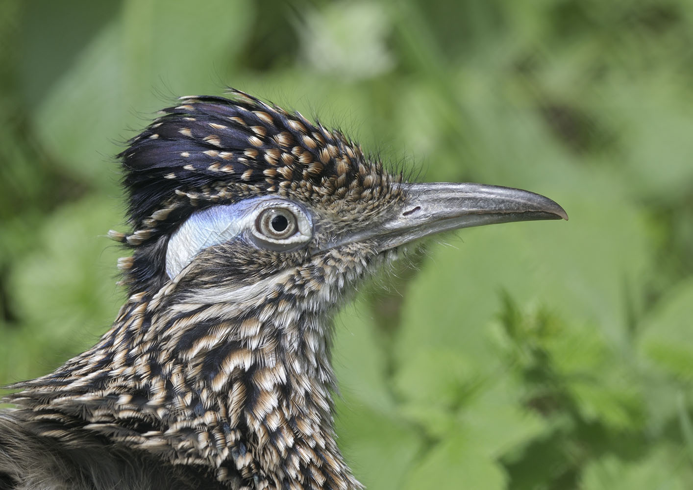 Greater roadrunner