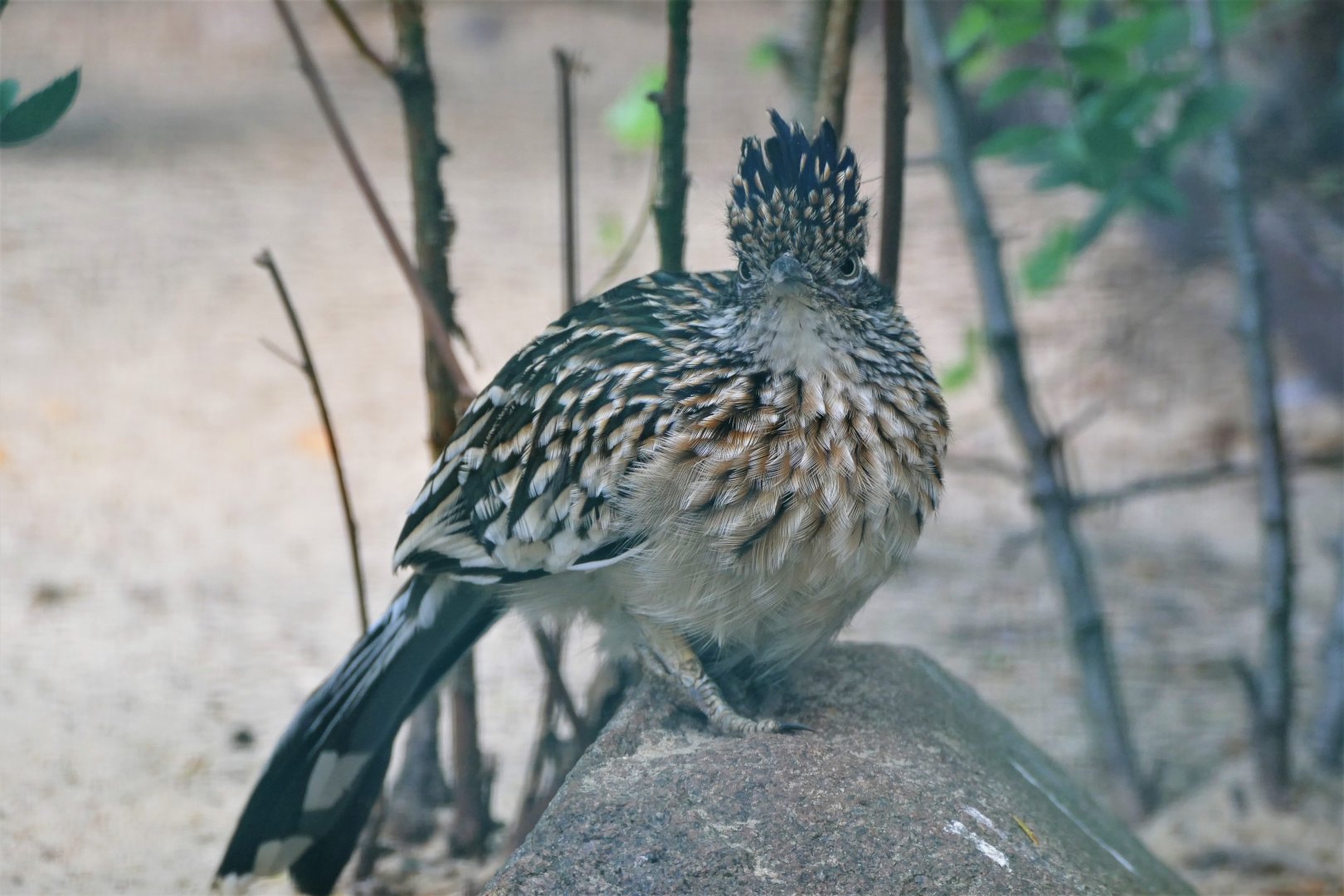 Greater roadrunner