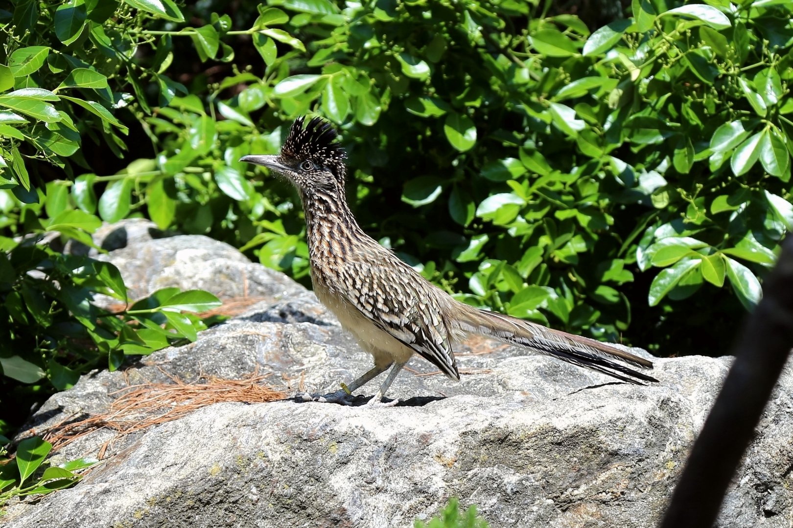 Greater Roadrunner