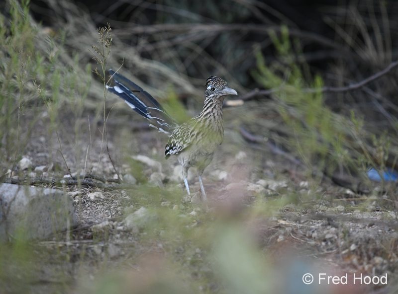 greater roadrunner