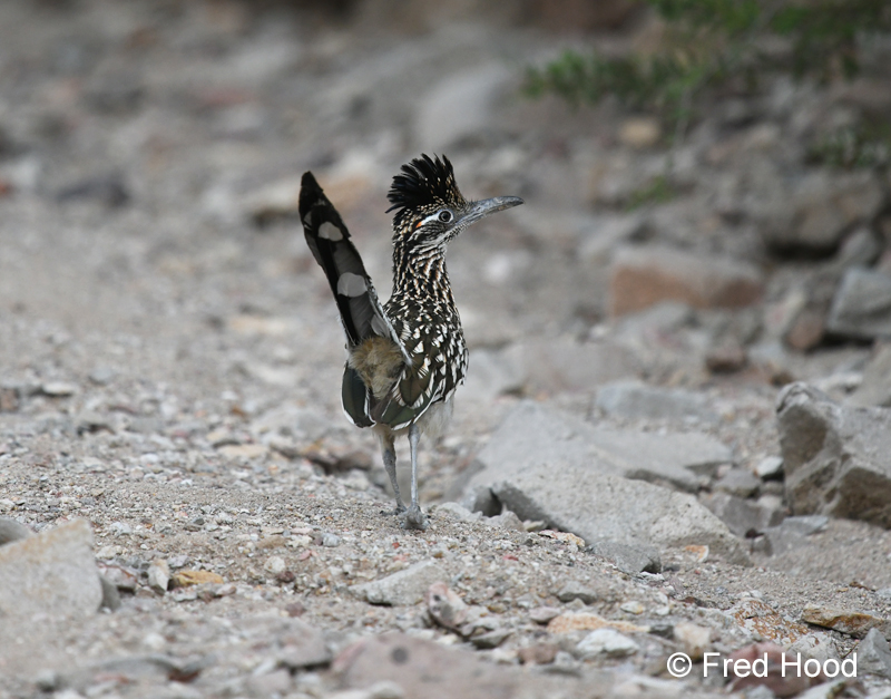 greater roadrunner