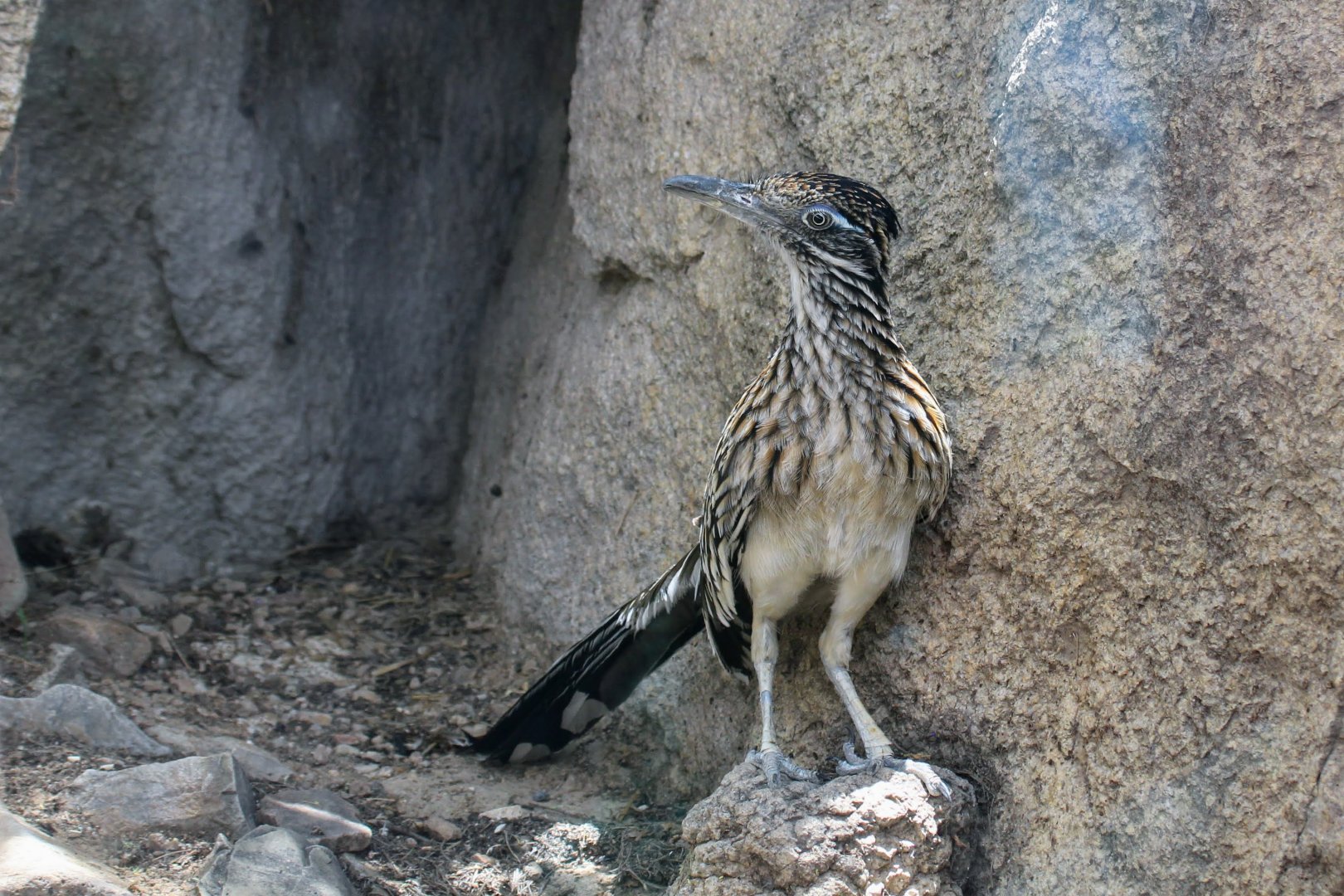 Greater Roadrunner