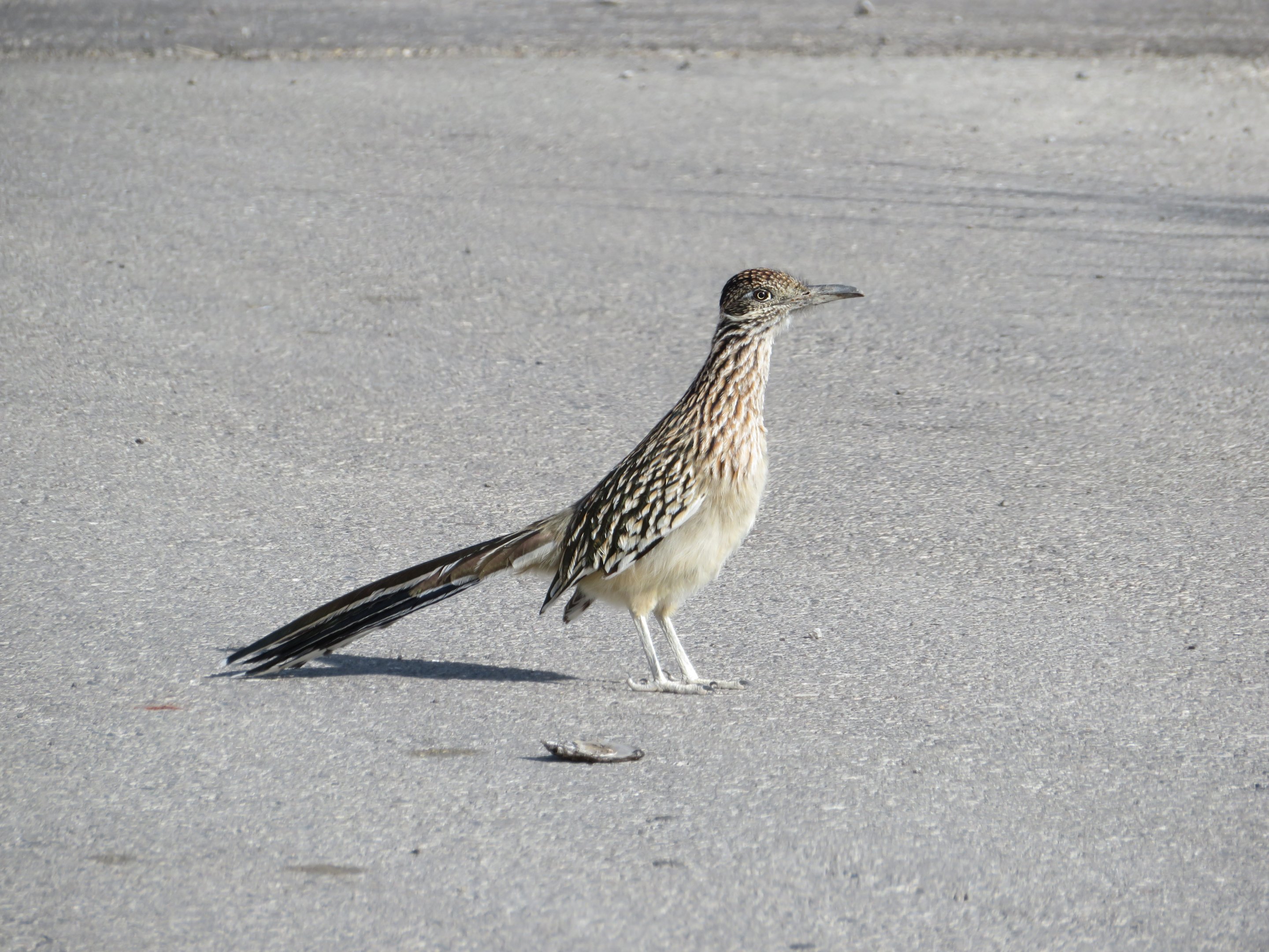 Greater Roadrunner