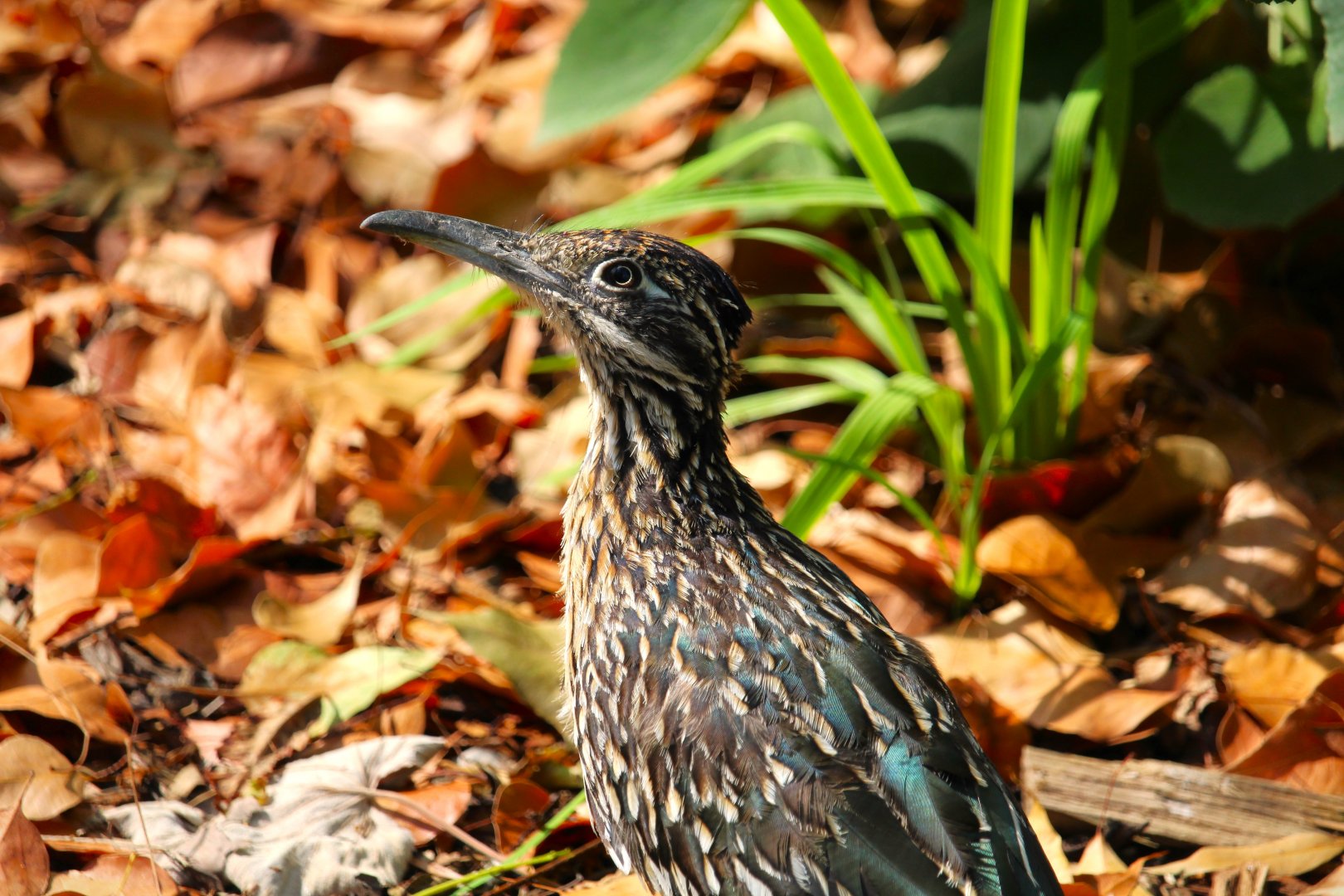 Greater Roadrunner
