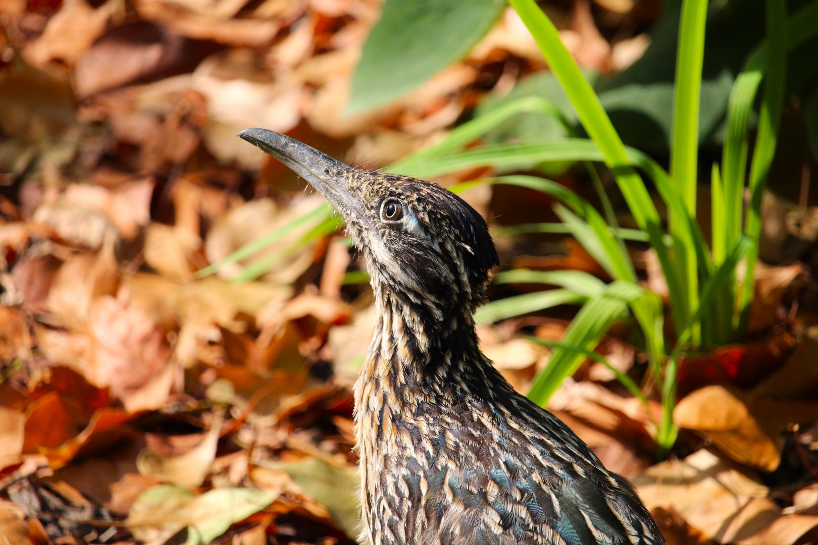 Greater Roadrunner