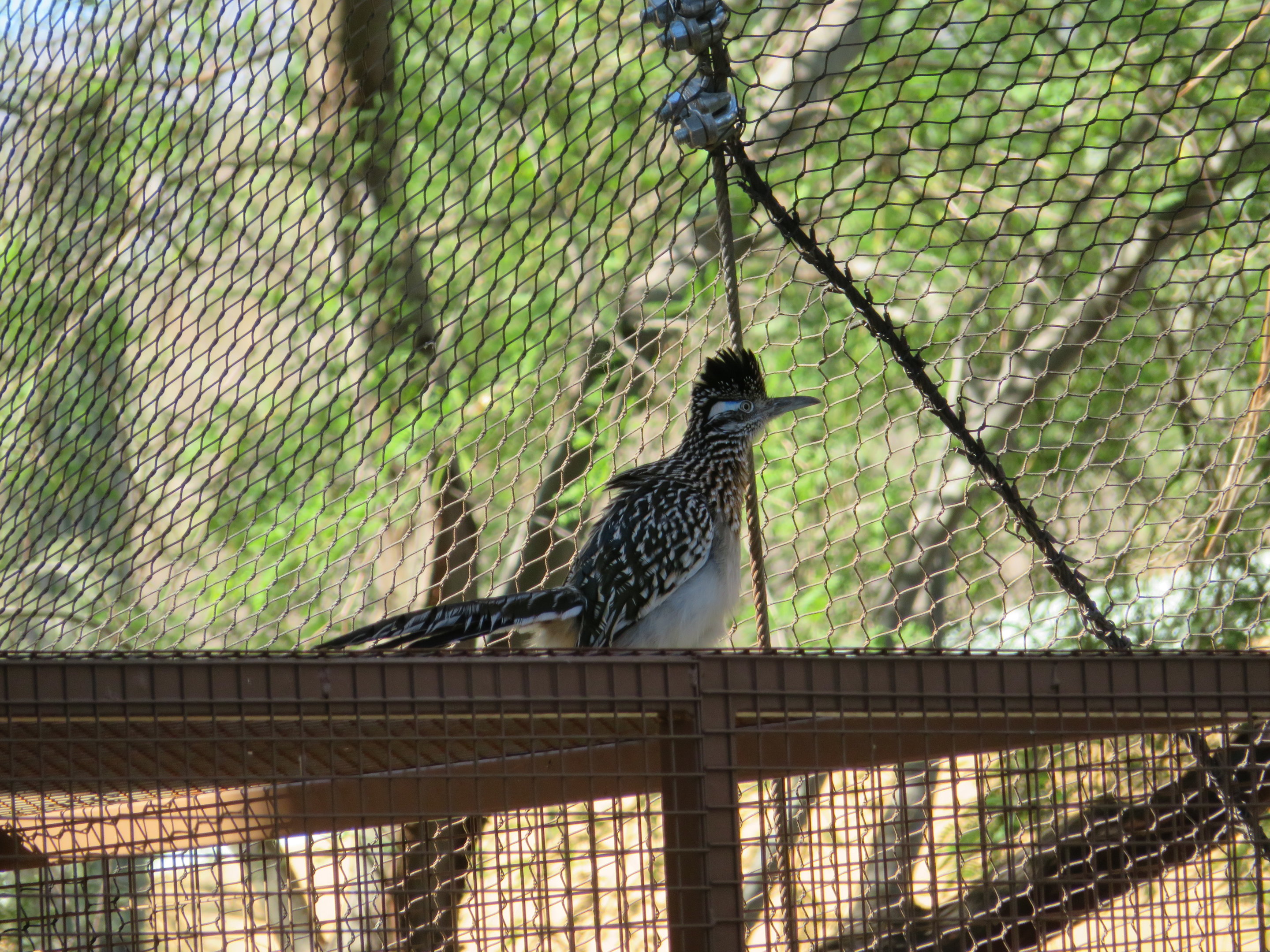 Greater Roadrunner