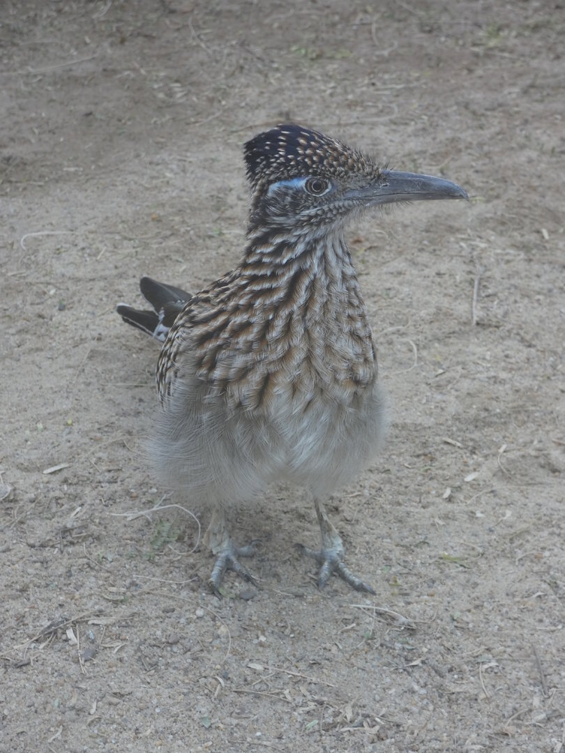 Greater Roadrunner