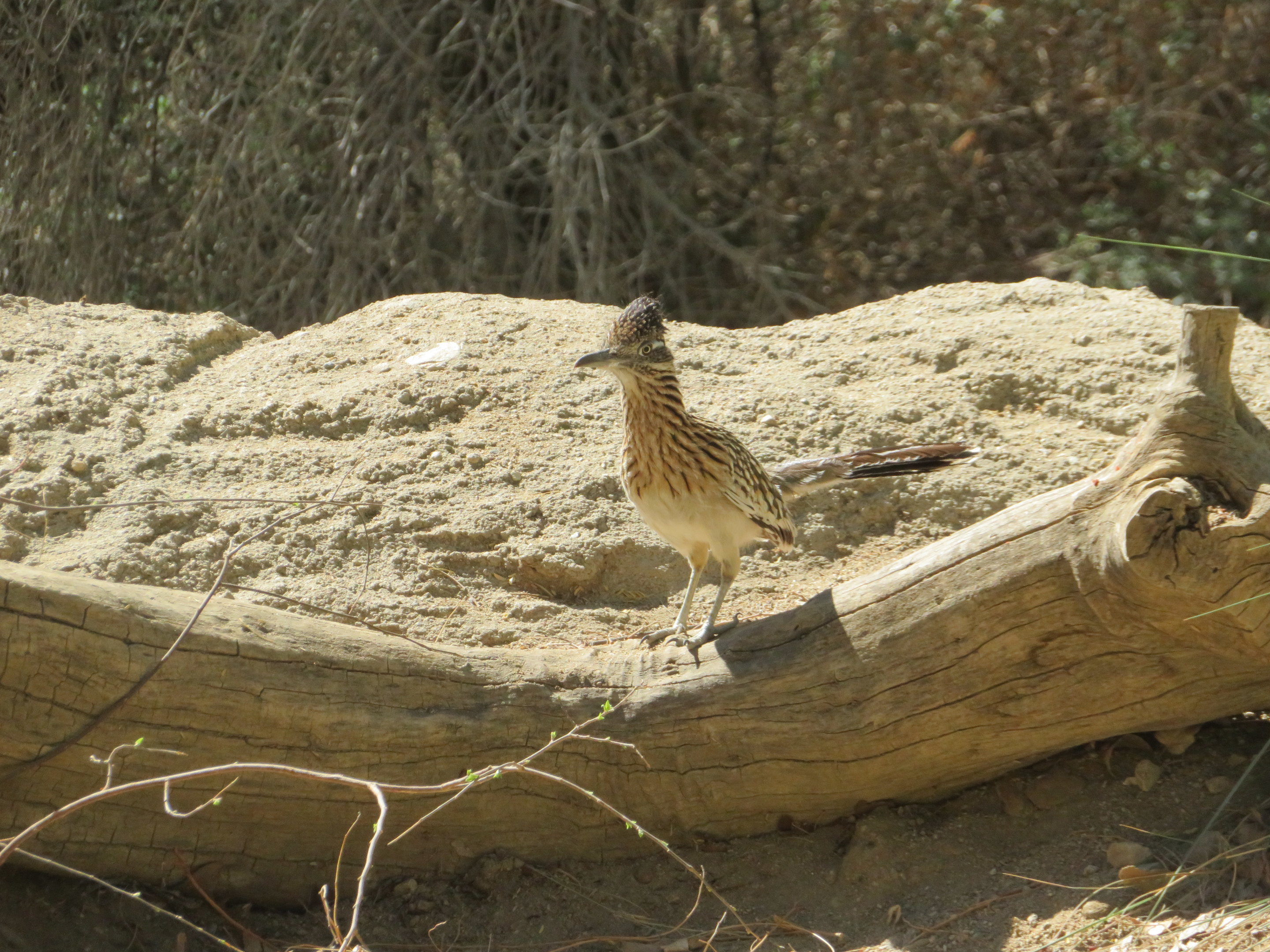 Greater Roadrunner