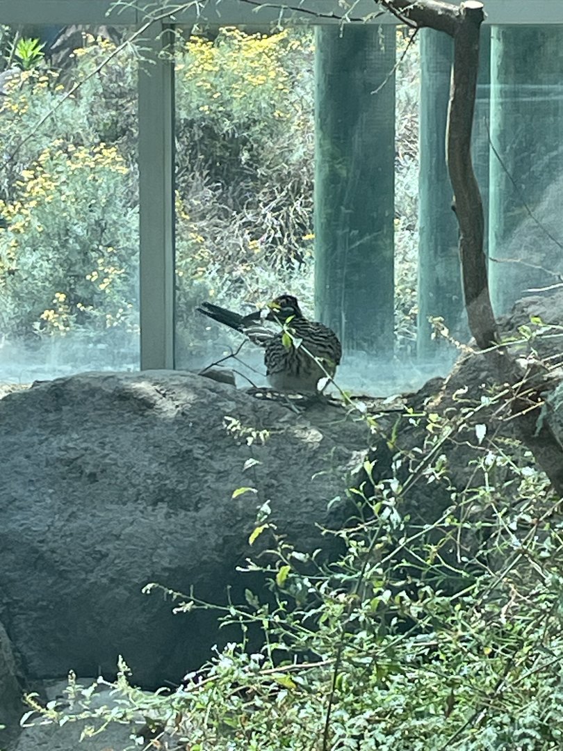Greater Roadrunner