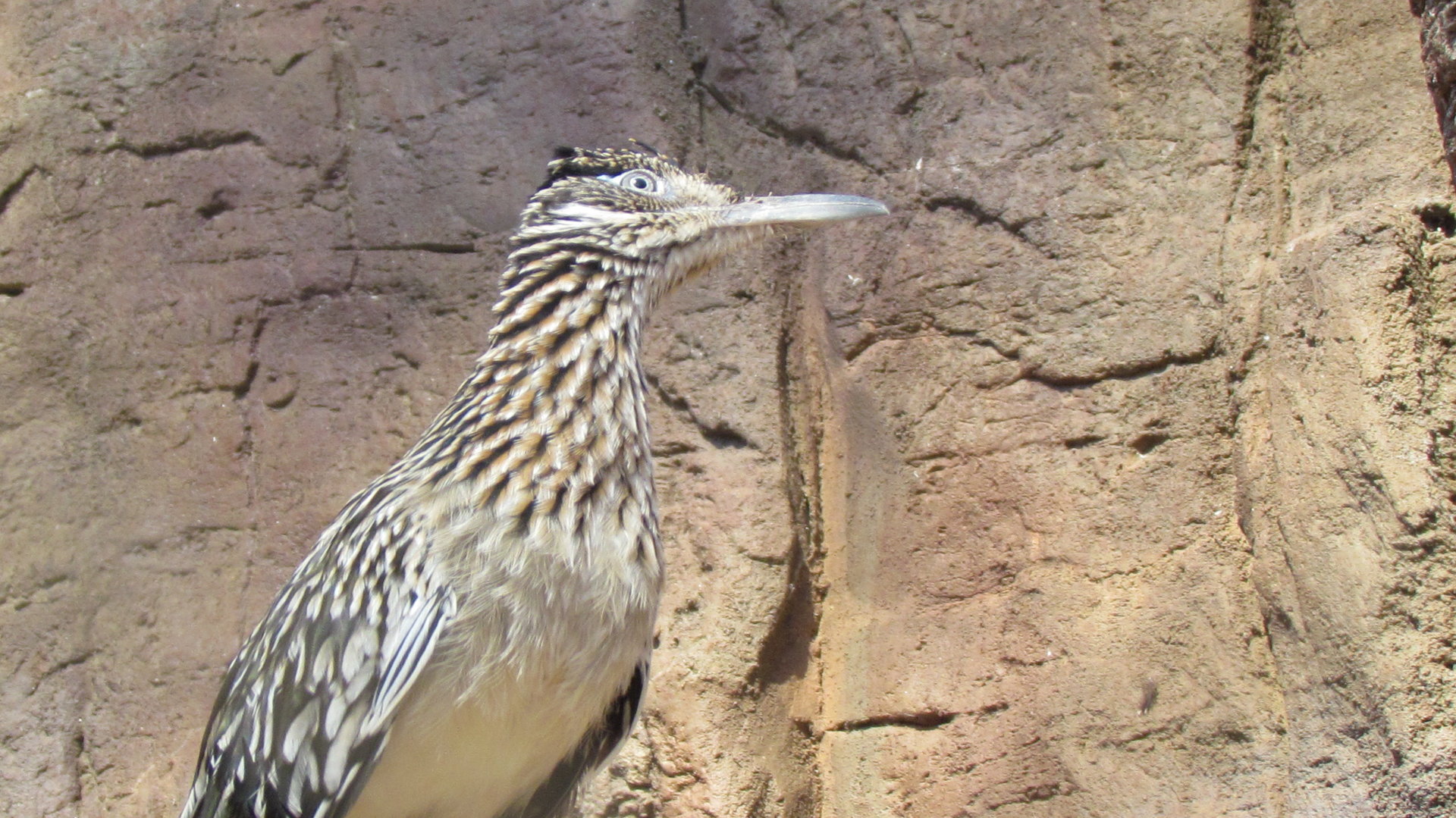 Greater Roadrunner