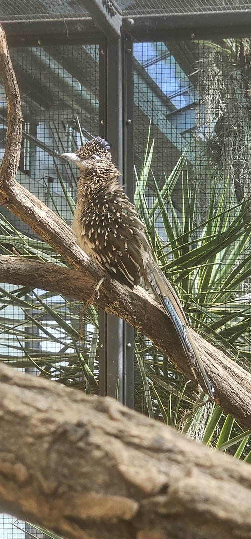 Greater roadrunner