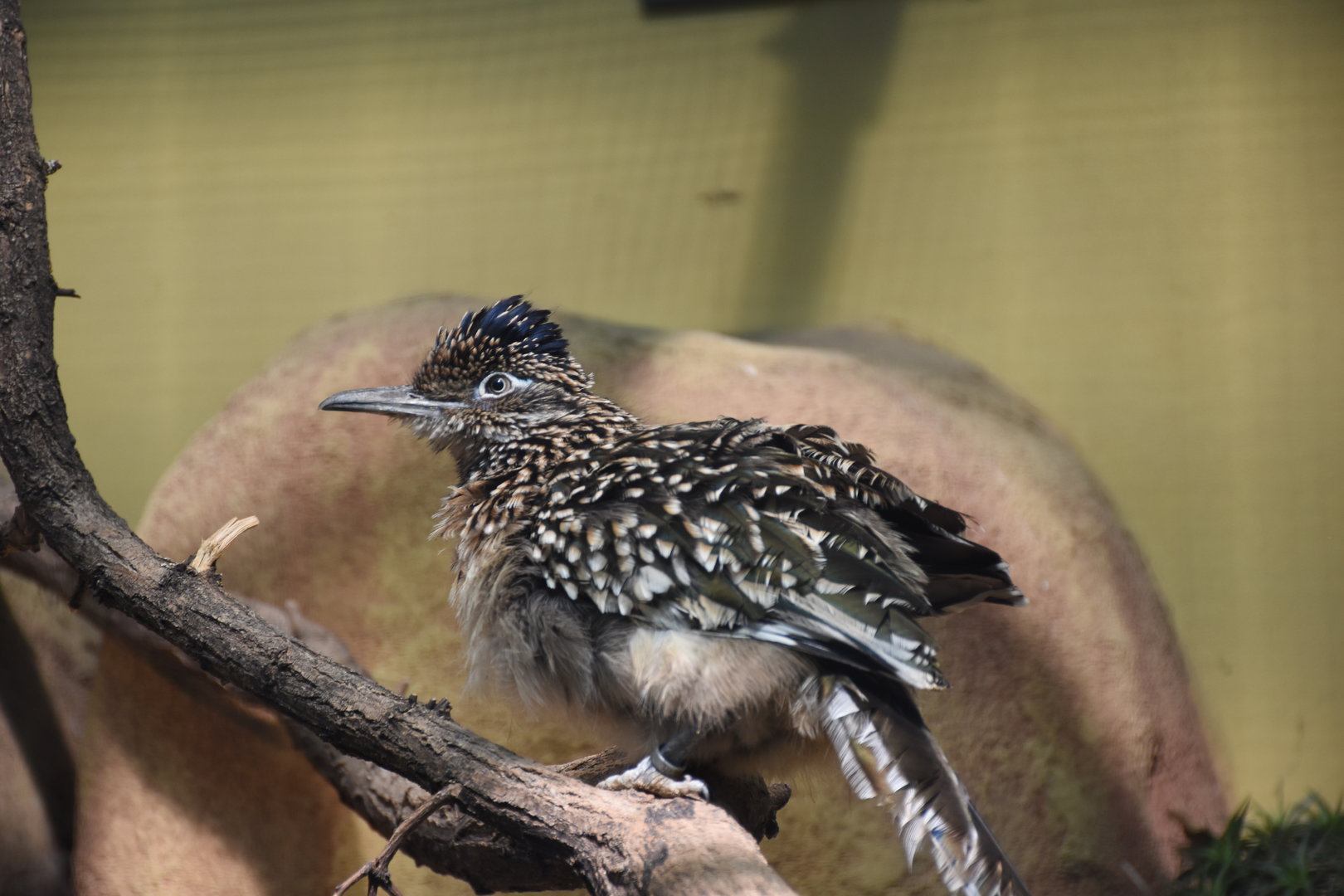 Greater roadrunner
