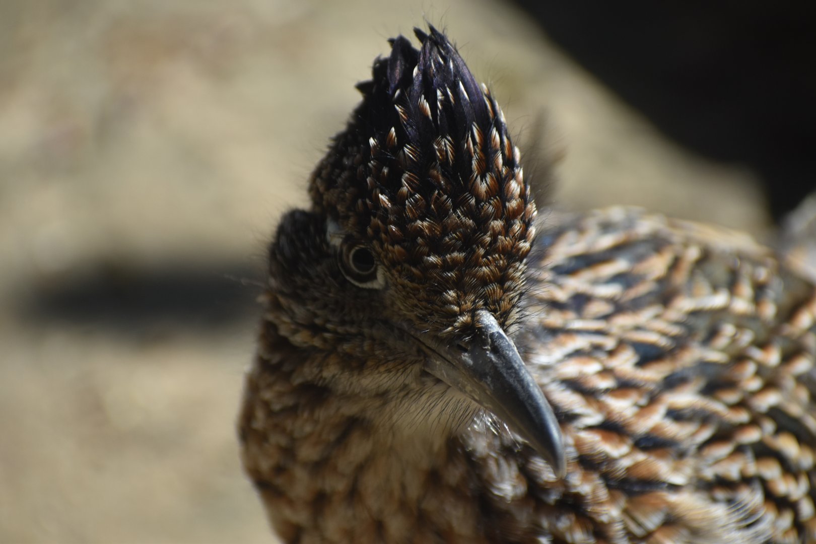Greater Roadrunner