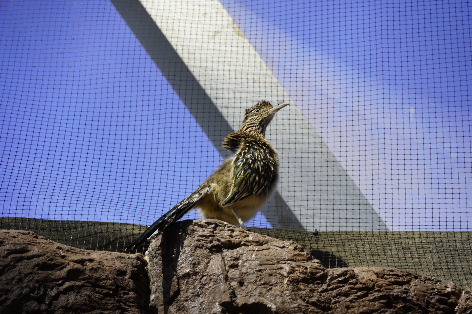 Greater Roadrunner