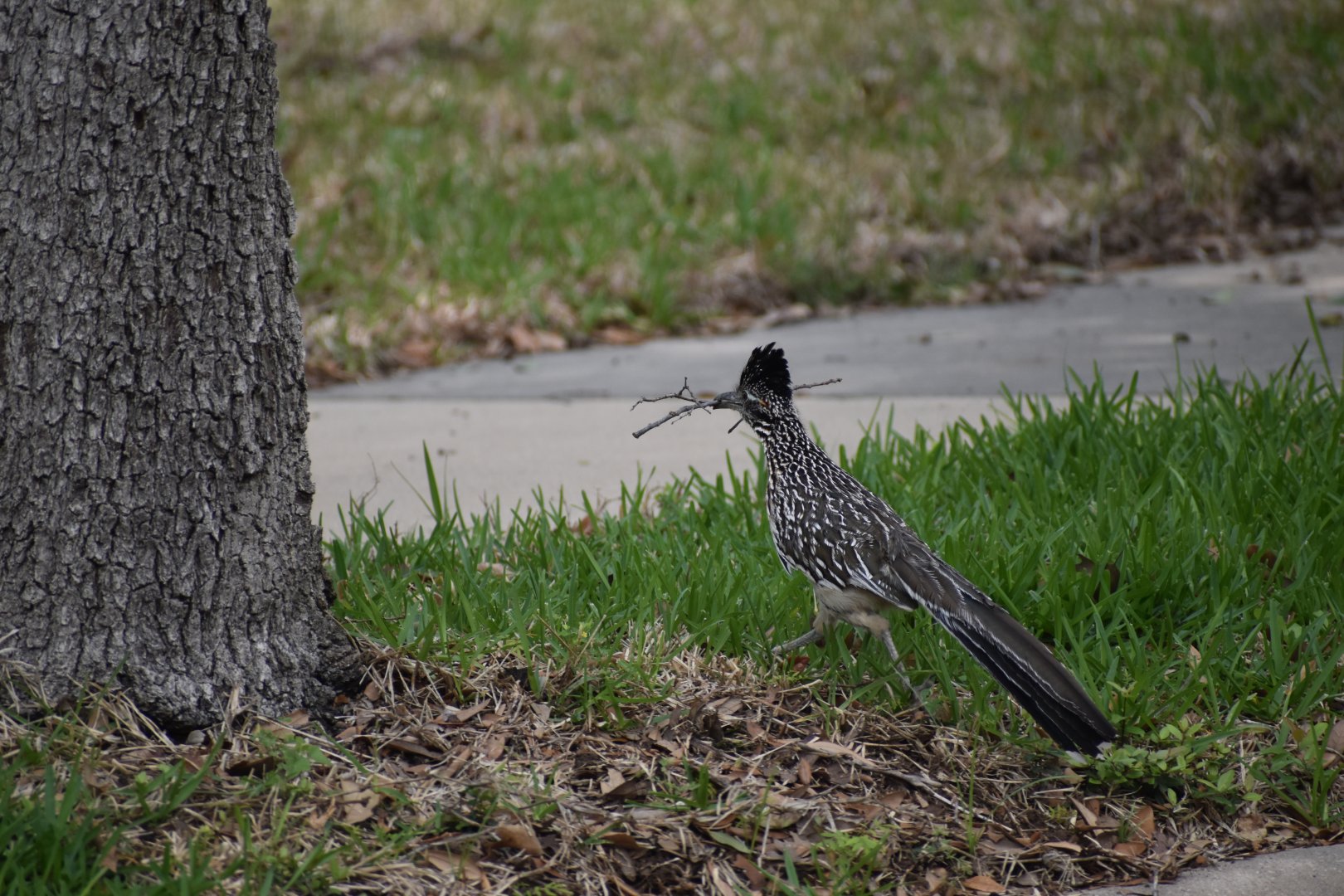 Greater Roadrunner