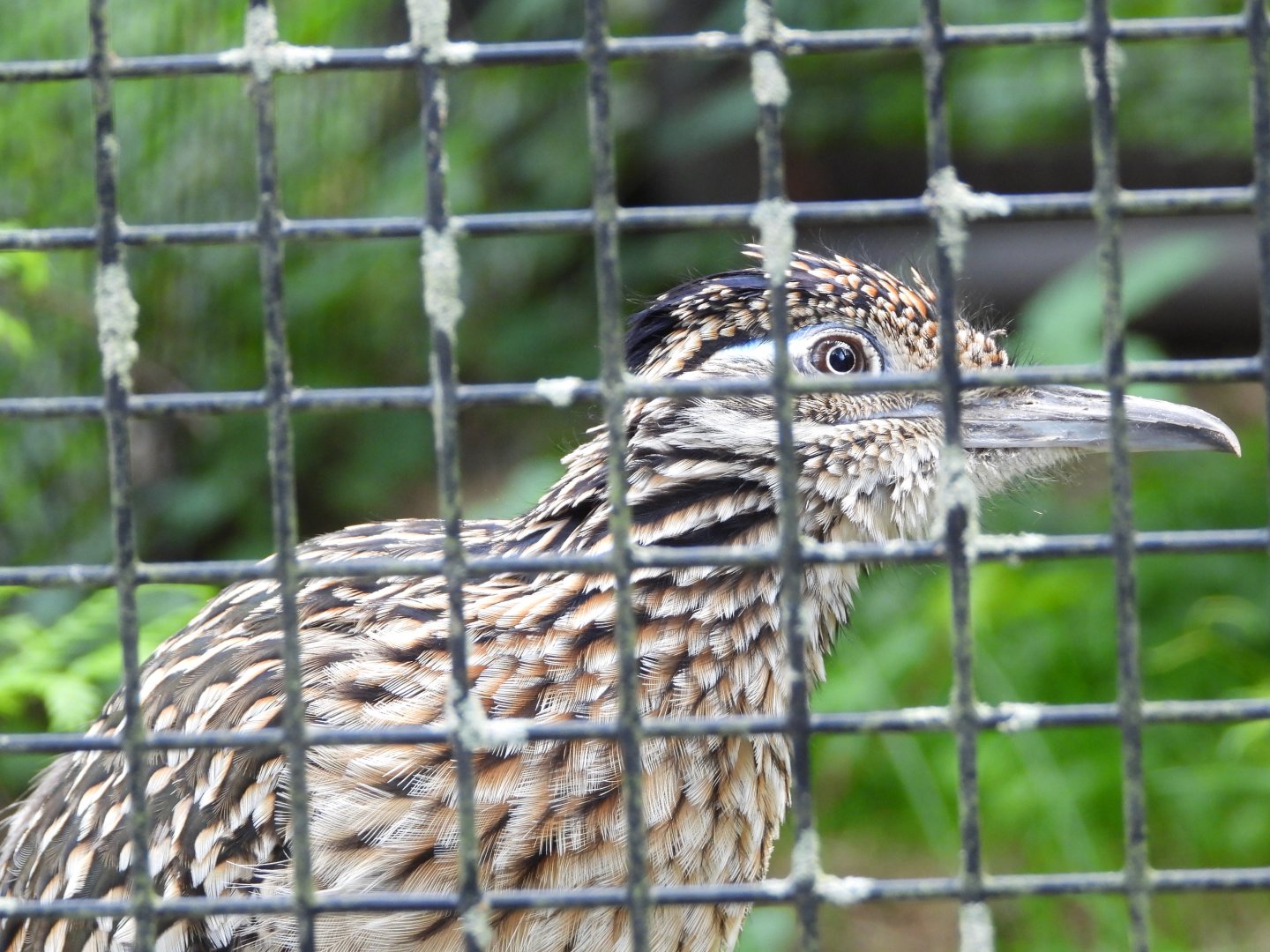 Greater roadrunner