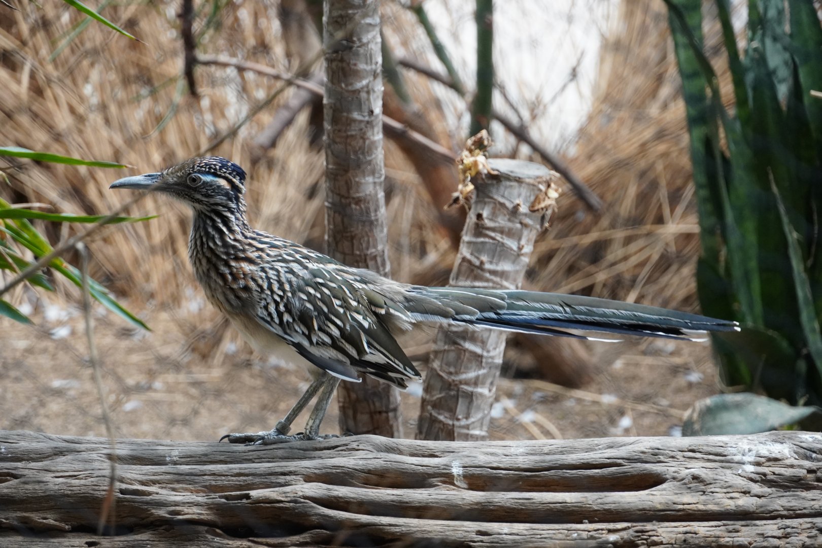Greater Roadrunner