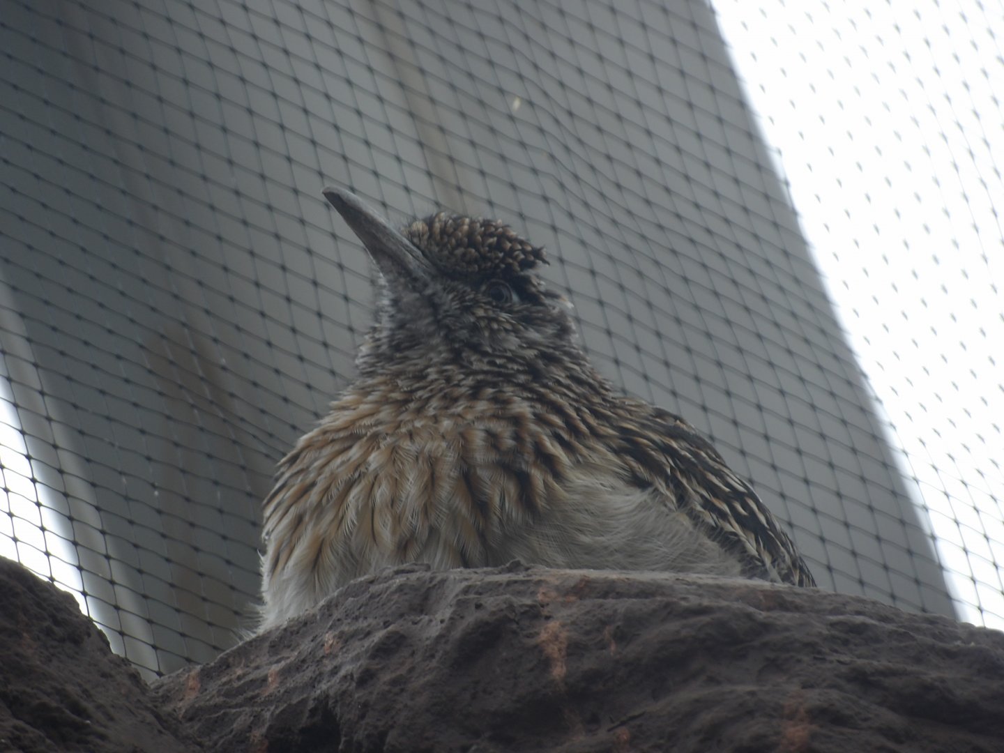 Greater Roadrunner