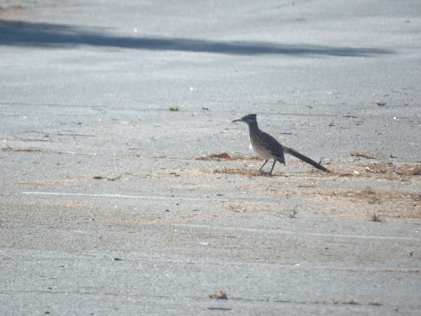 Greater Roadrunner