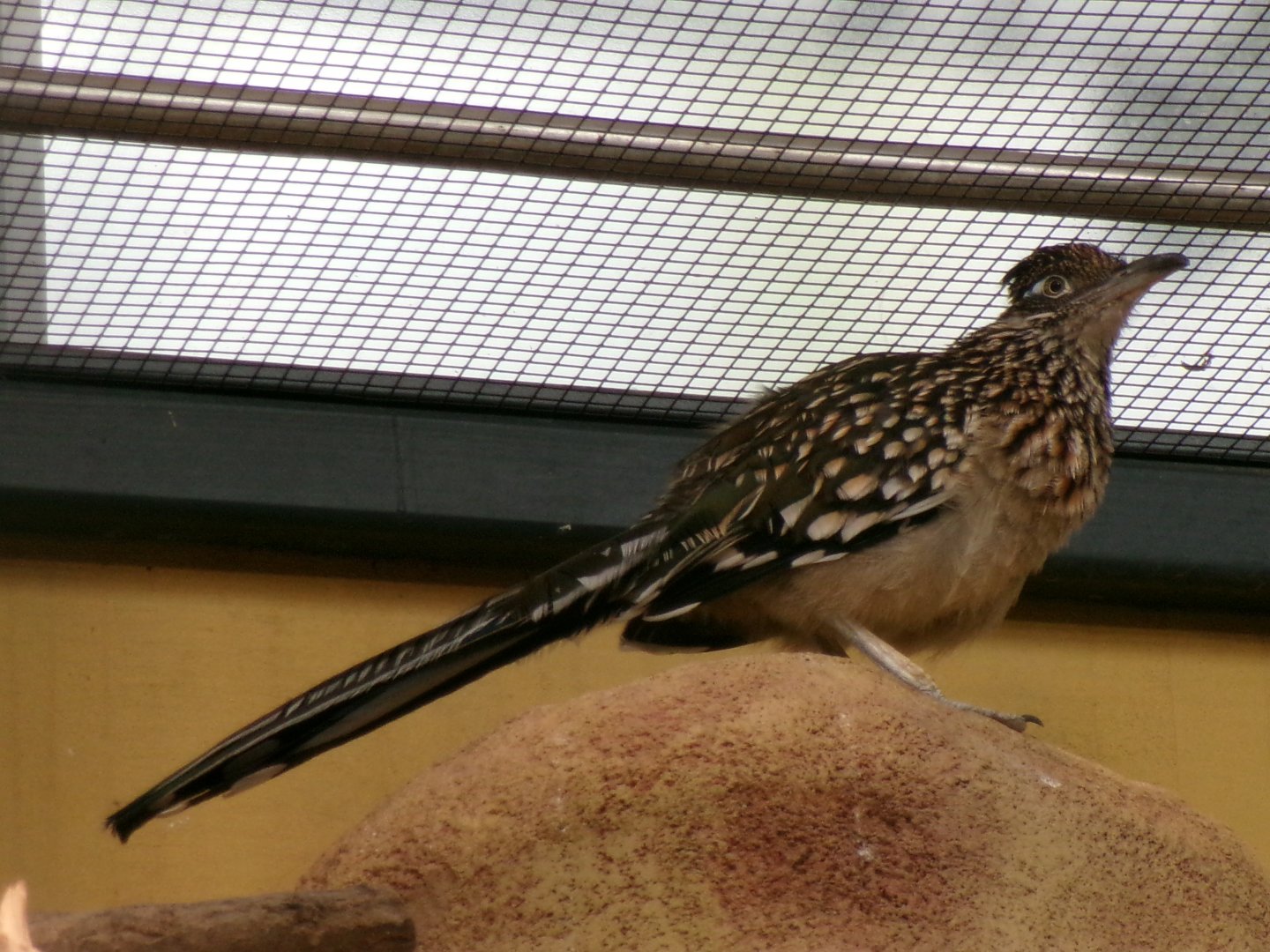 Greater roadrunner