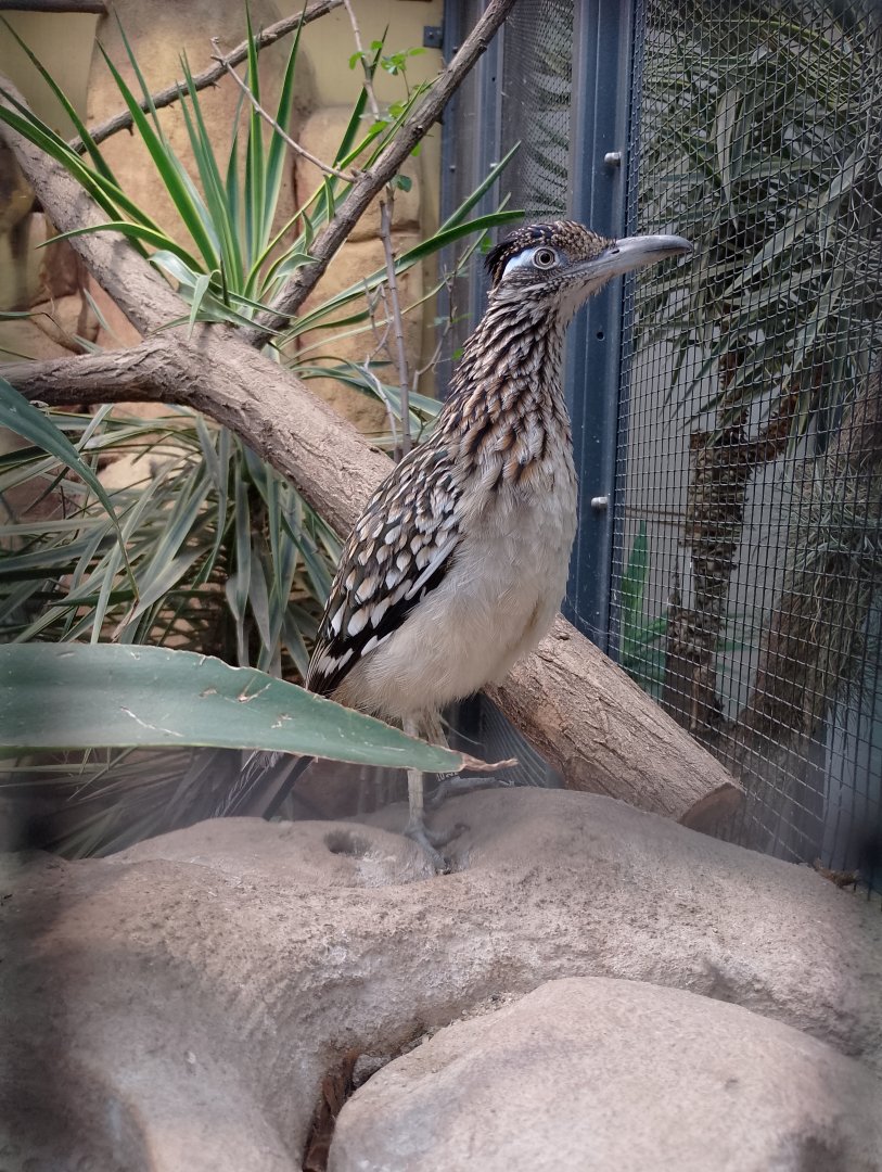 Greater roadrunner