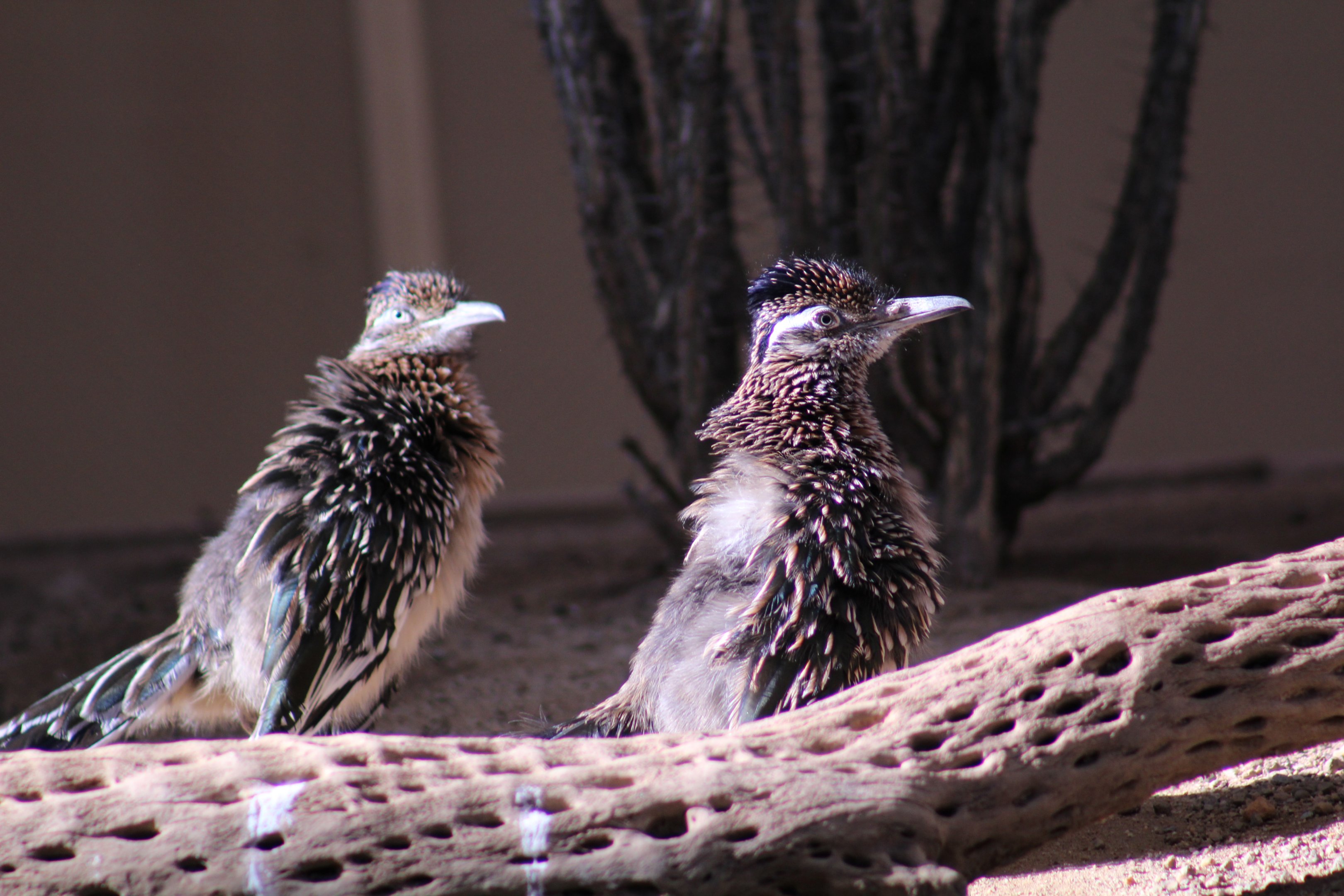 Greater Roadrunners