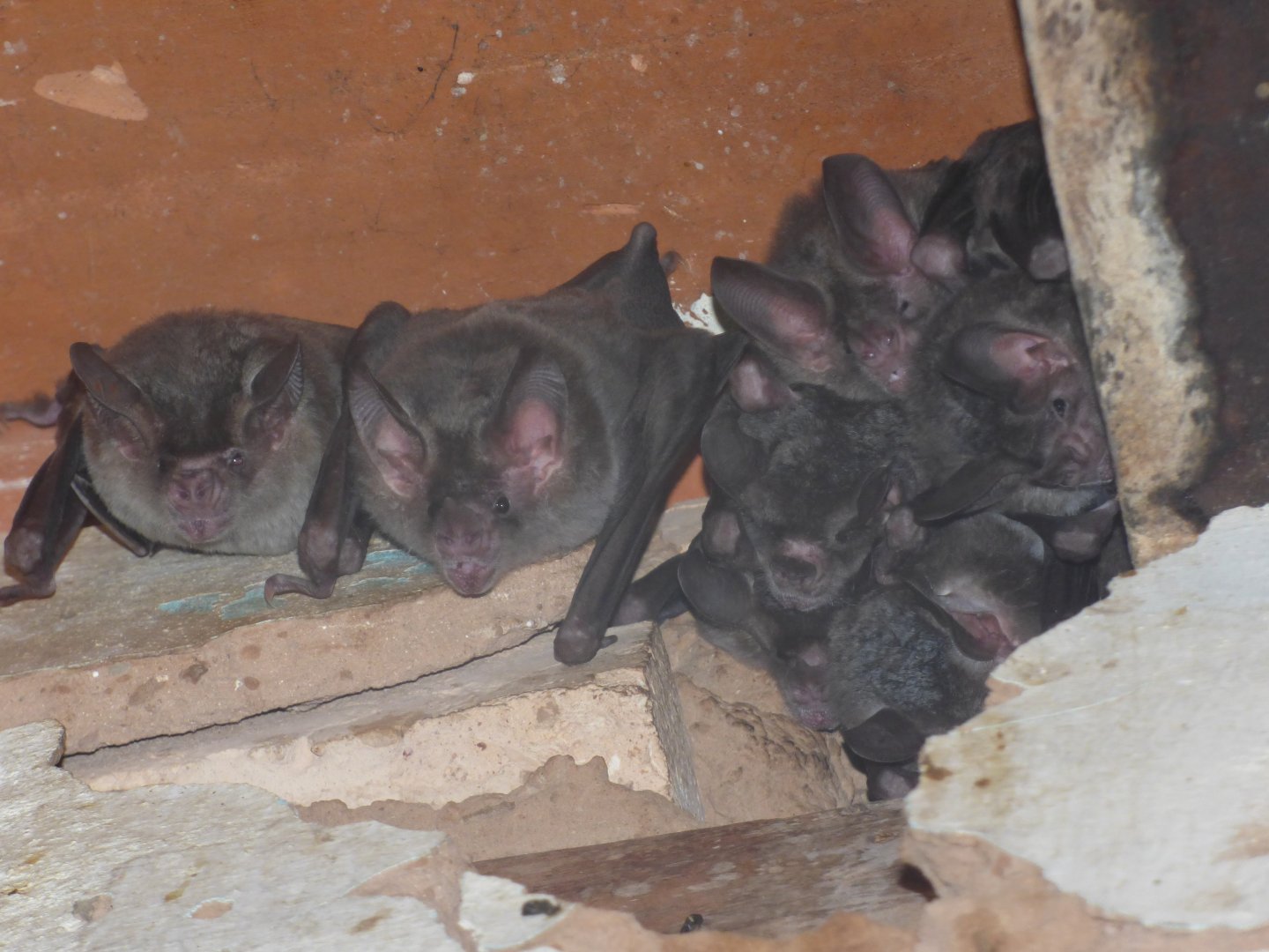 Greater Round-eared Bat (Tonatia bidens)