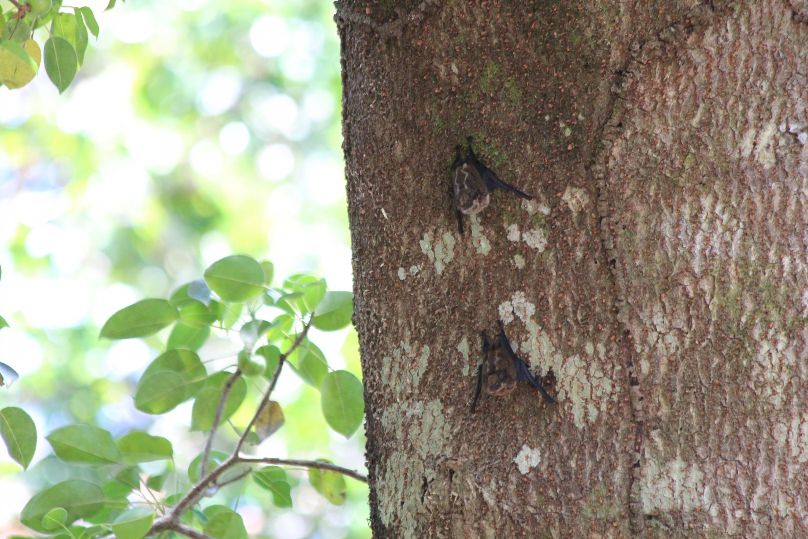 Greater Sac-winged Bat  - Apr 2019