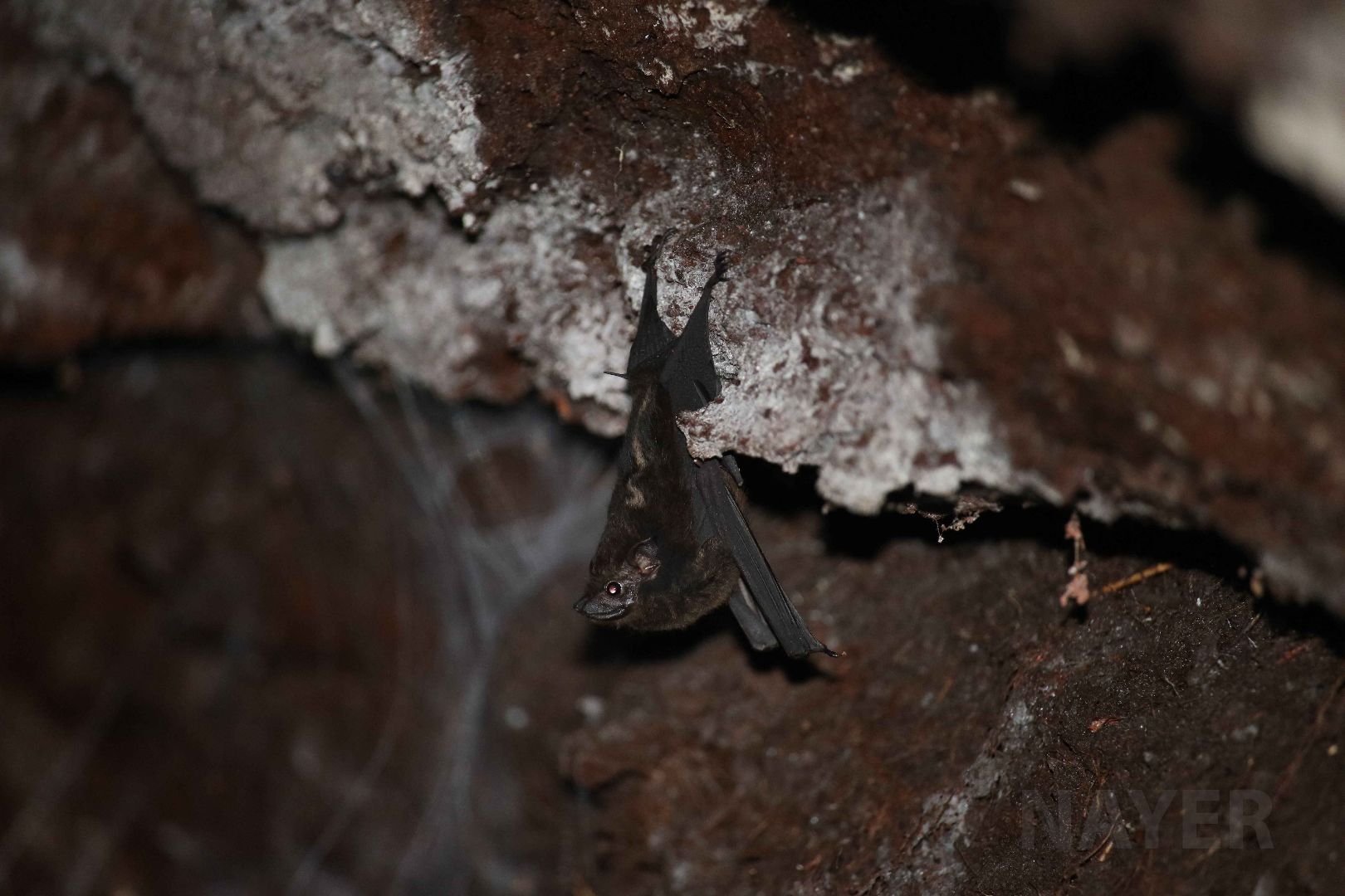 Greater sac-winged bat, Peruvian Amazon, May 2016