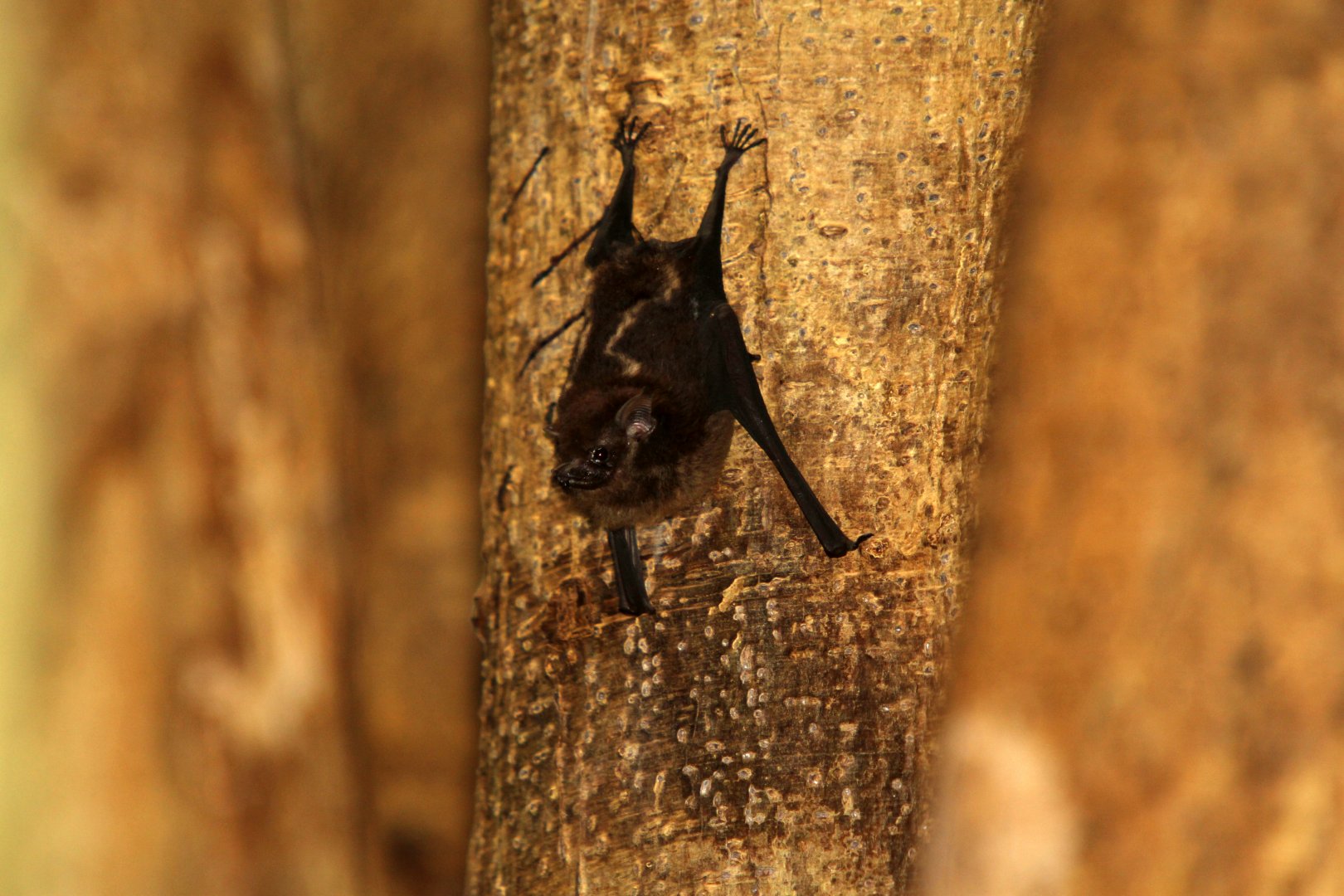 greater sac-winged bat (Saccopteryx bilineata)
