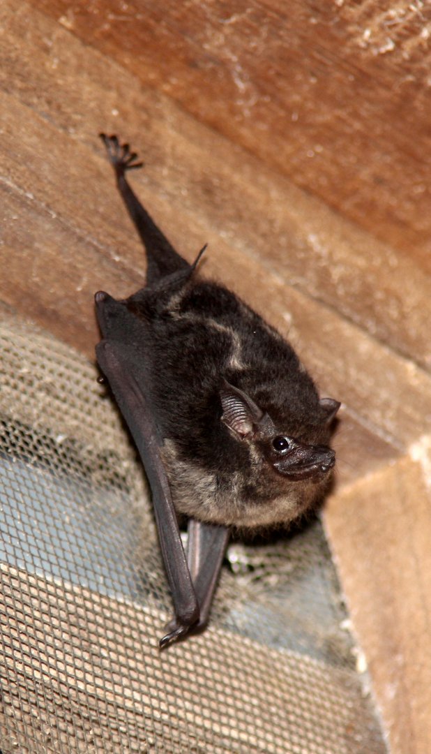 greater sac-winged bat (Saccopteryx bilineata)