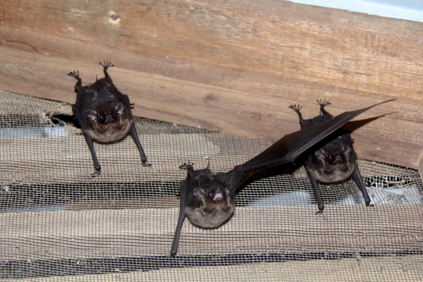 greater sac-winged bat (Saccopteryx bilineata)