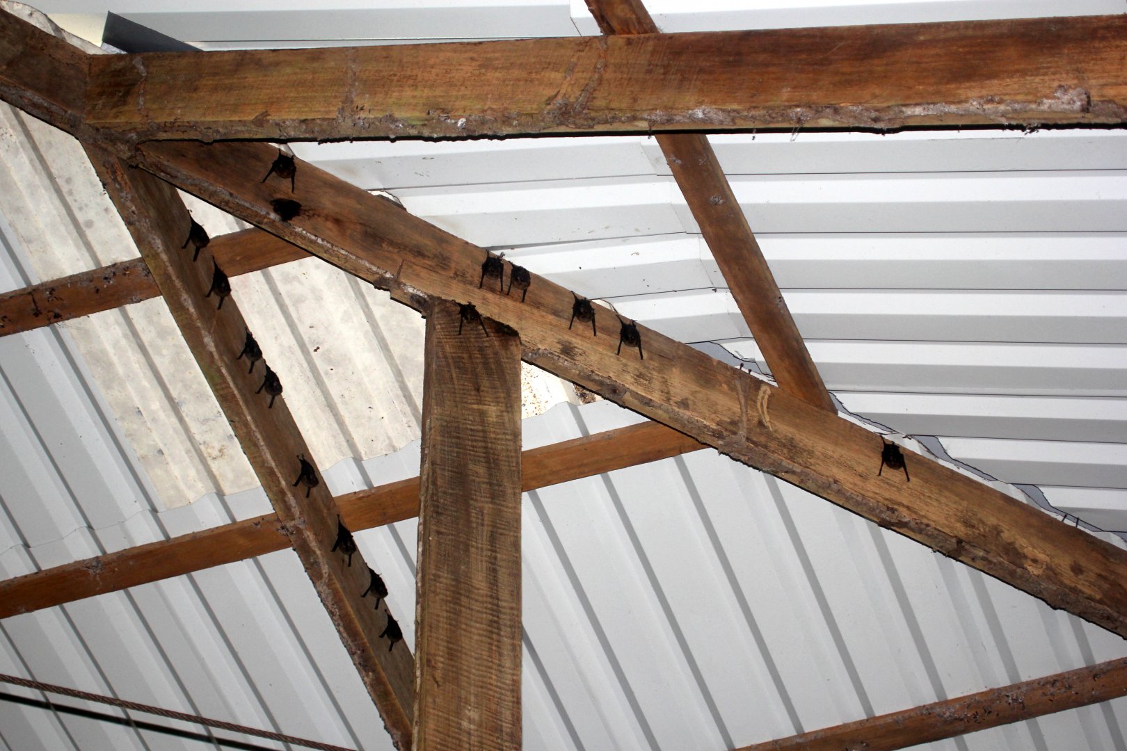 greater sac-winged bat (Saccopteryx bilineata)