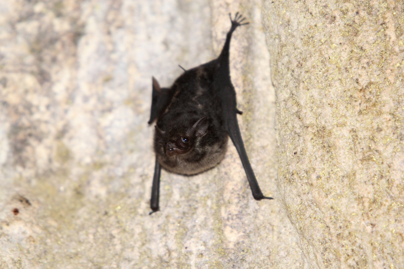 greater sac-winged bat (Saccopteryx bilineata)