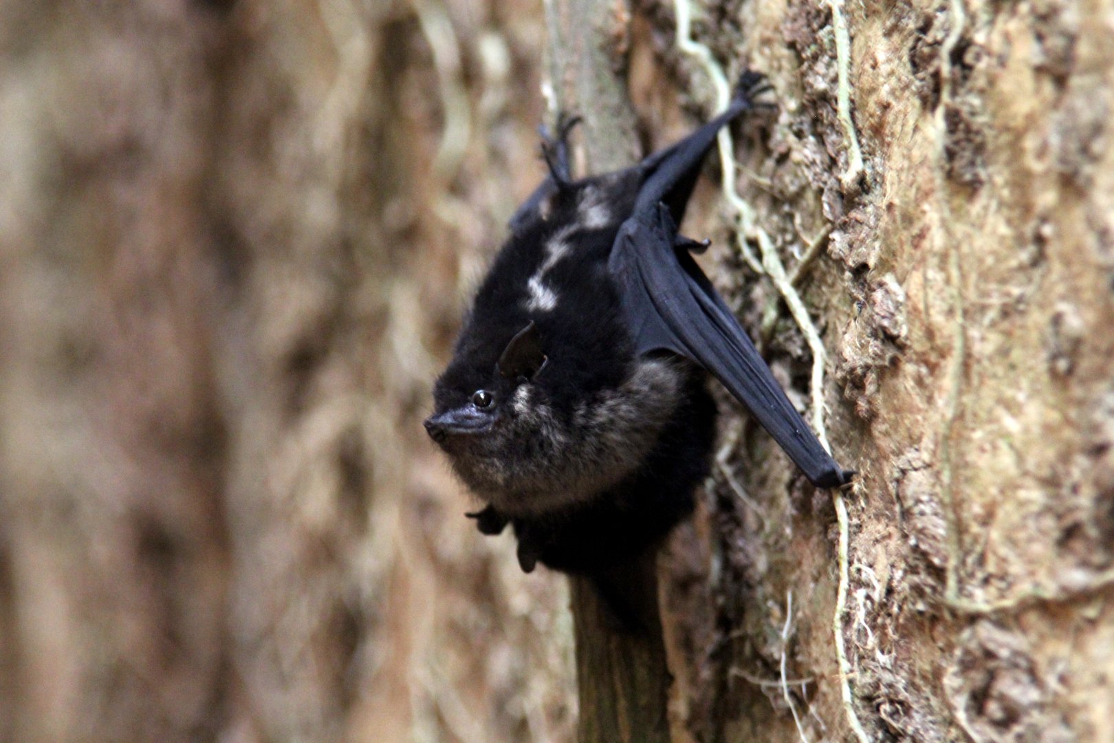 greater sac-winged bat (Saccopteryx bilineata)